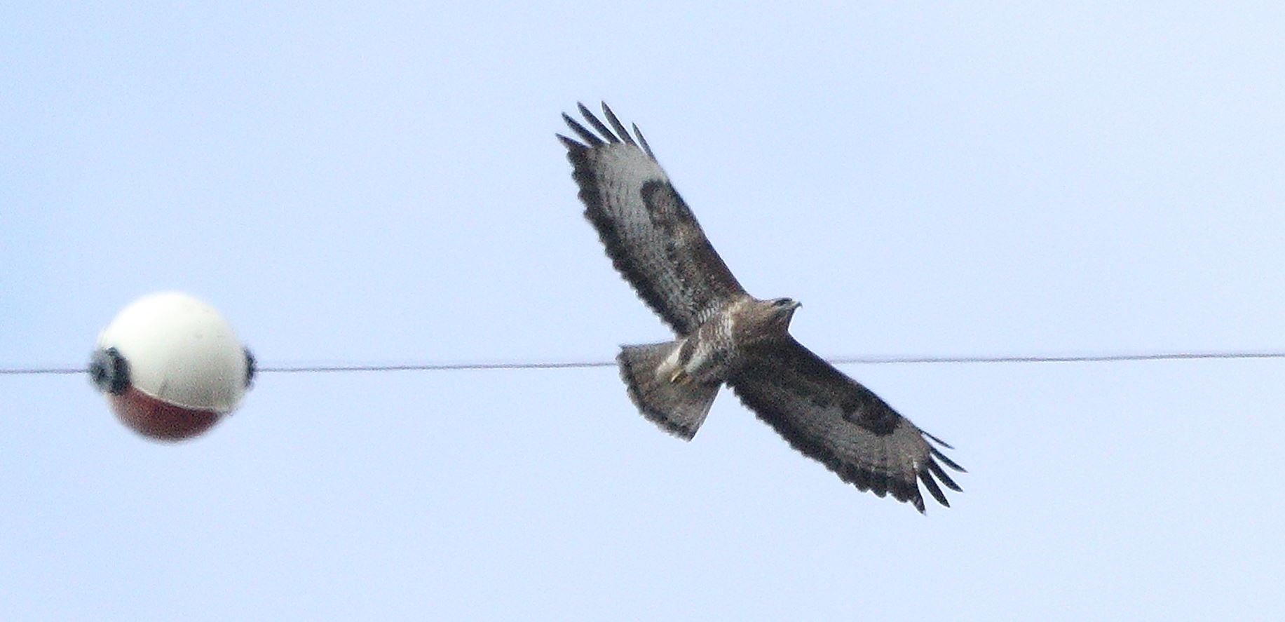 buzzard 06-03-2022