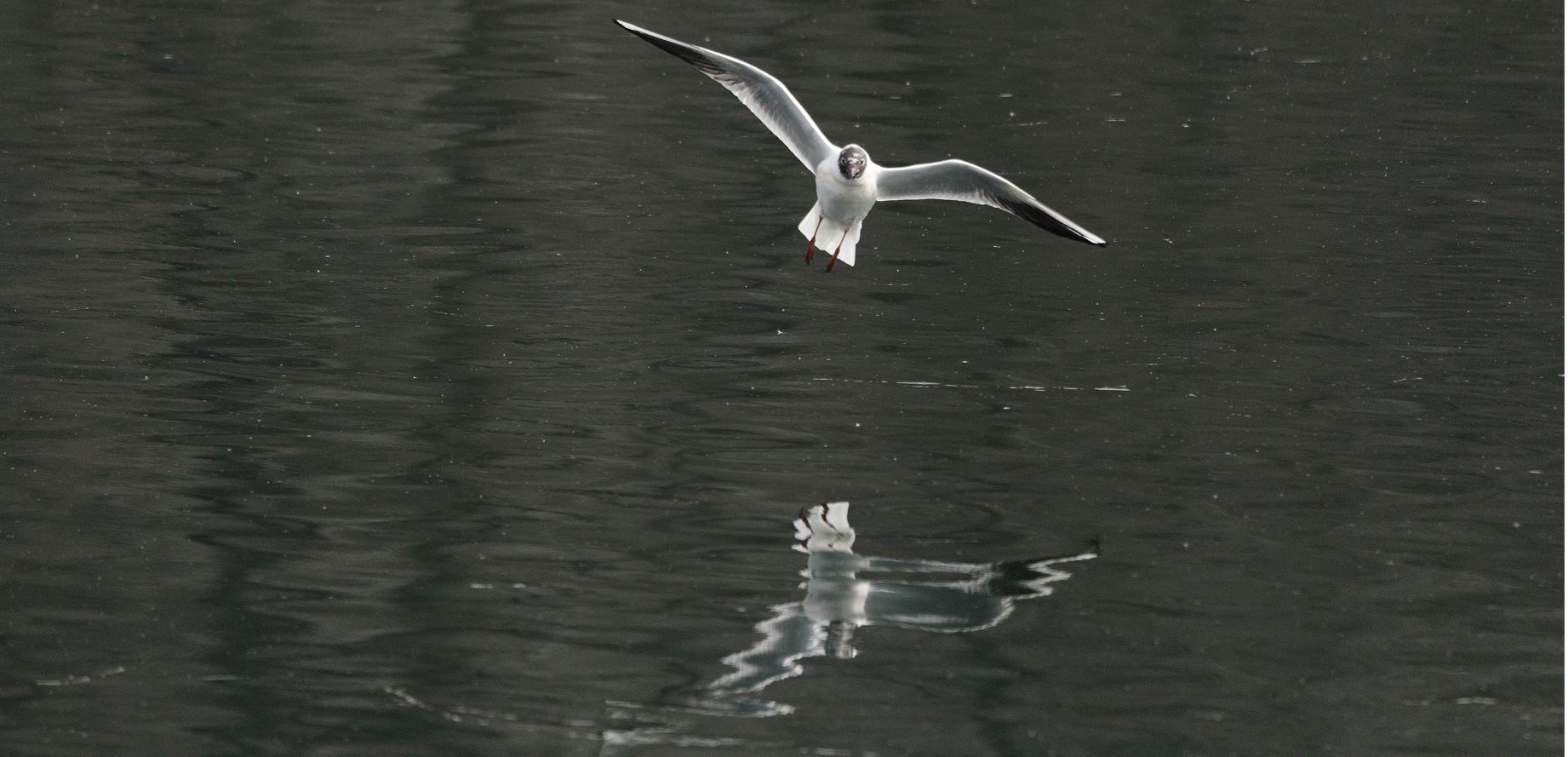 terrestrial gull 05-03-2022