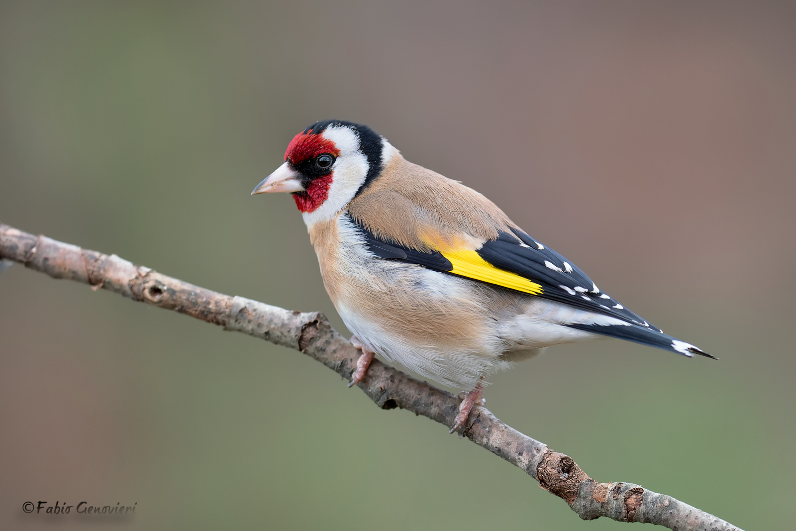Goldfinch