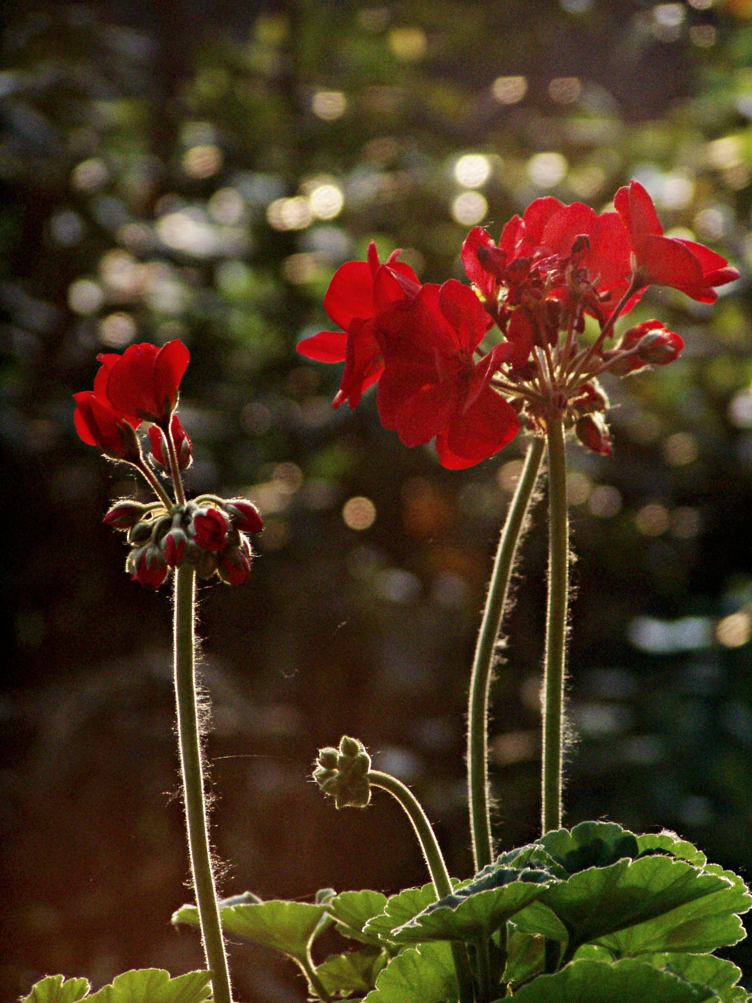 Geranium
