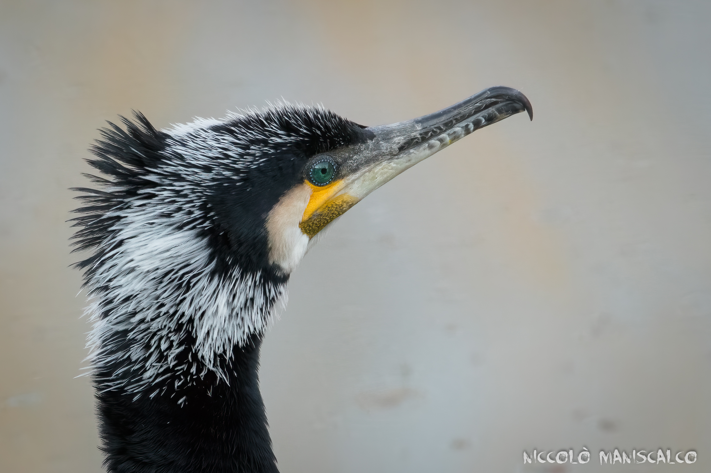 Cormoran Portrait
