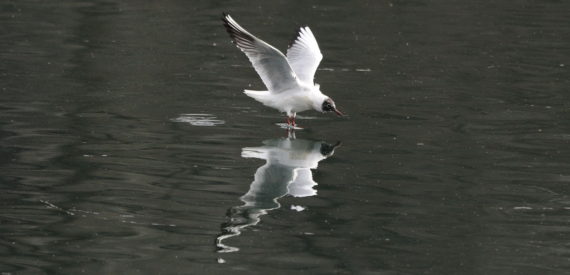 terrestrial gull 05-03-2022