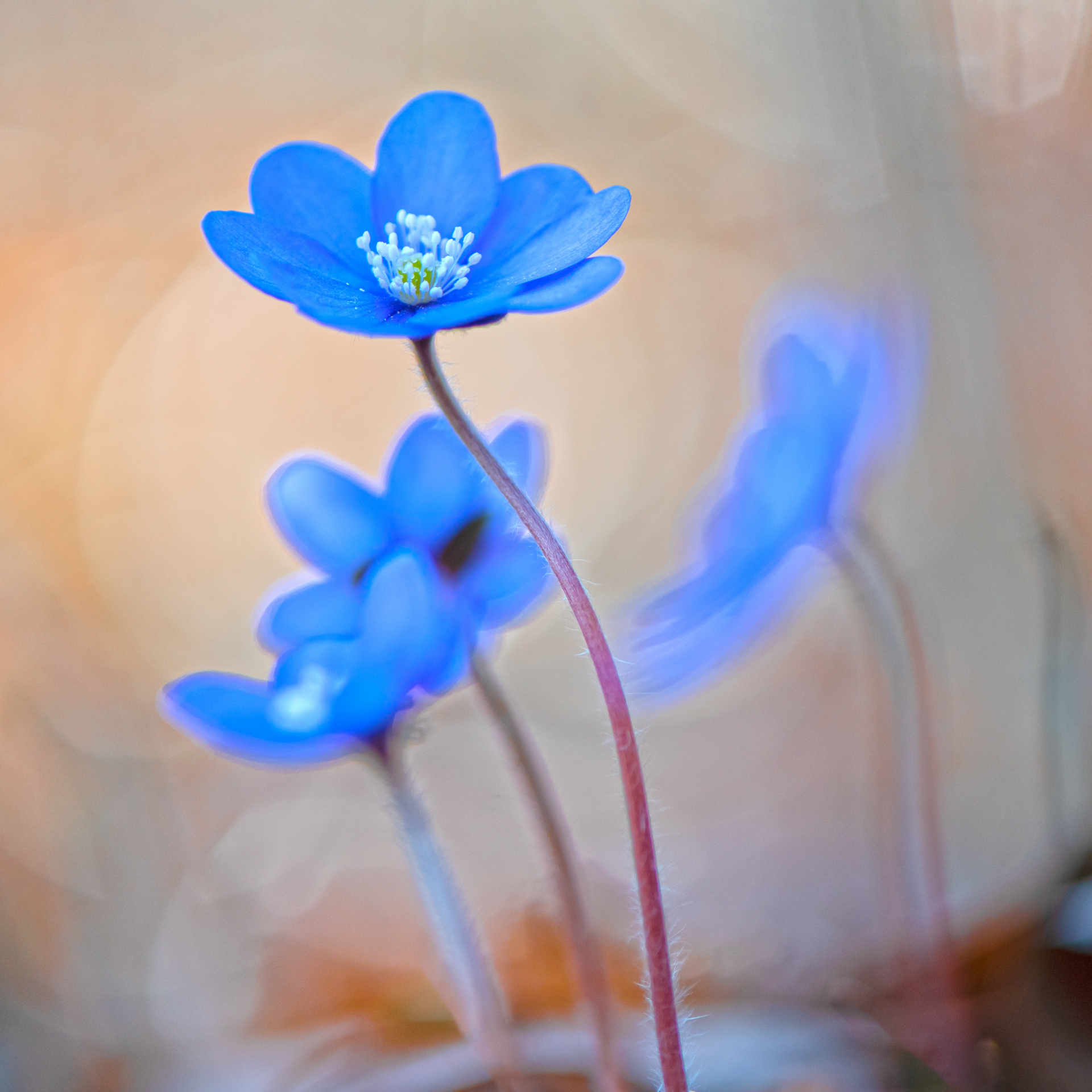 Hepatica nobilis
