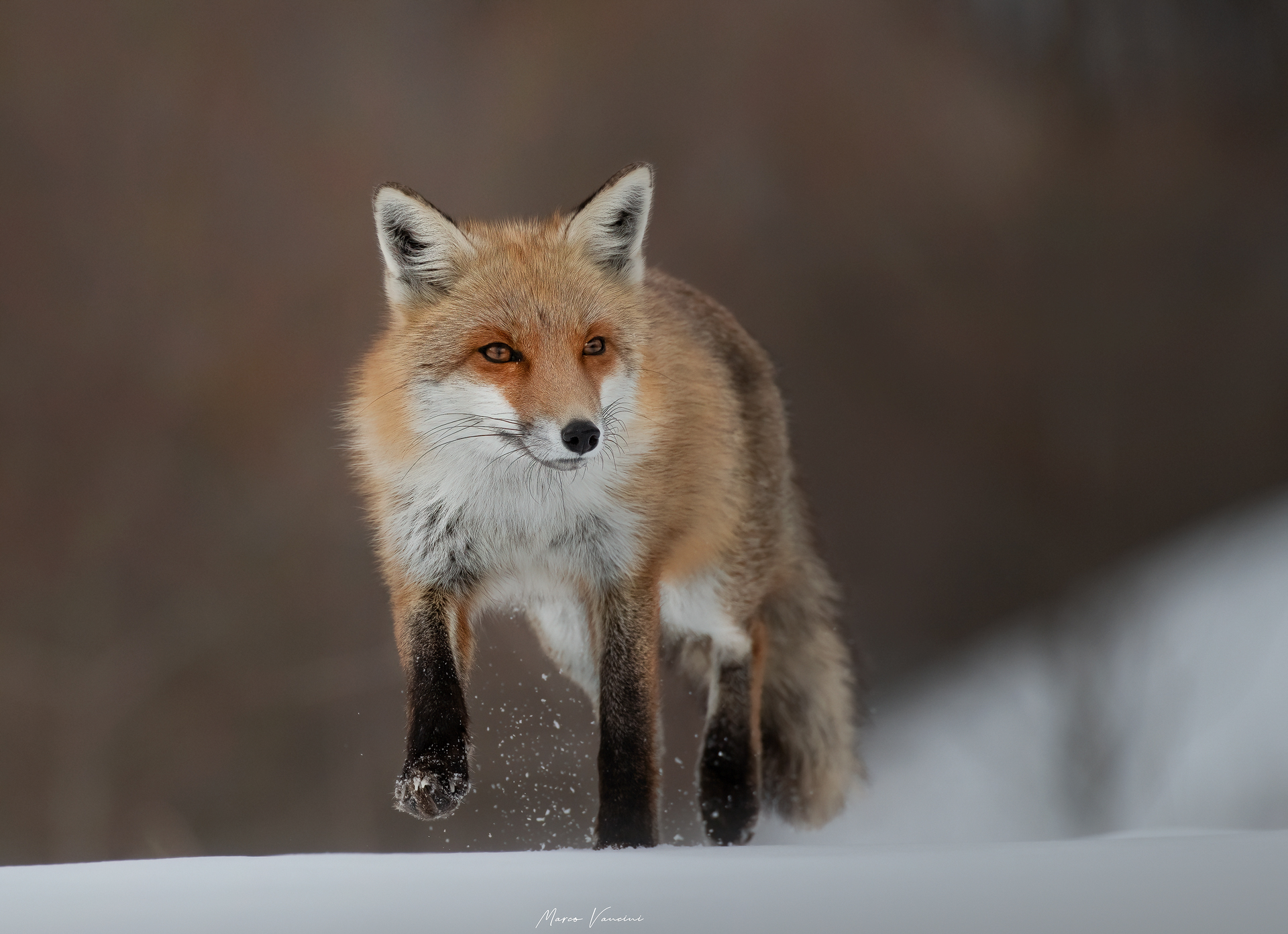 FOX