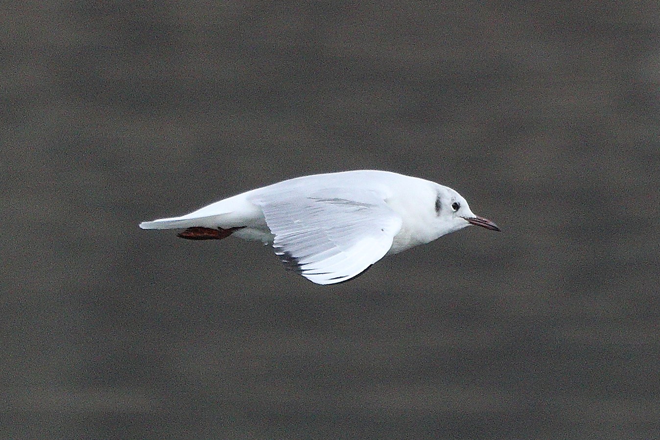 terrestrial gull 05-03-2022