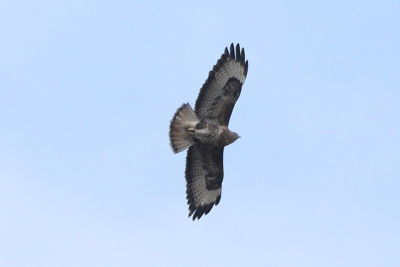 buzzard 06-03-2022