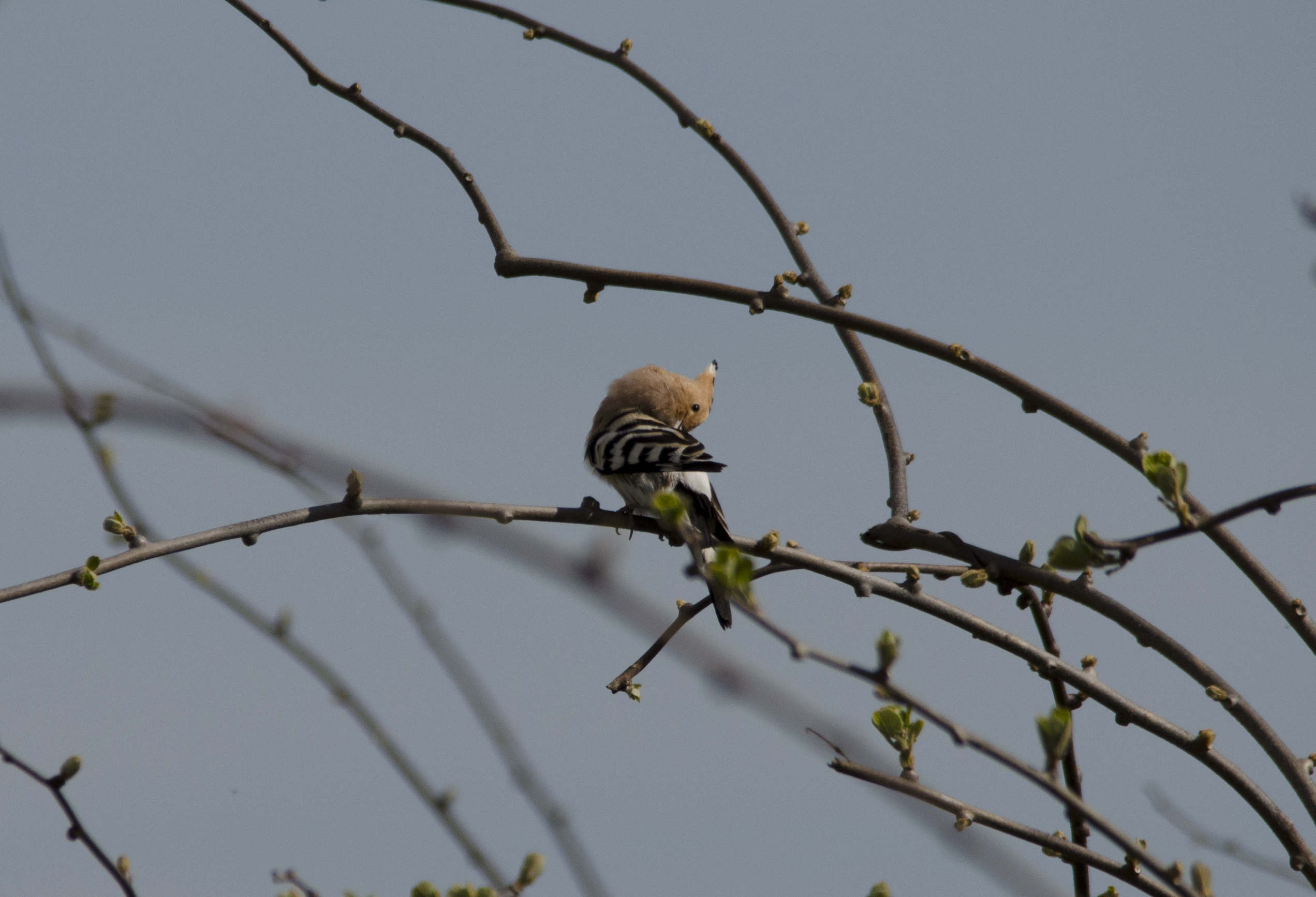 Hoopoe between Kiwi