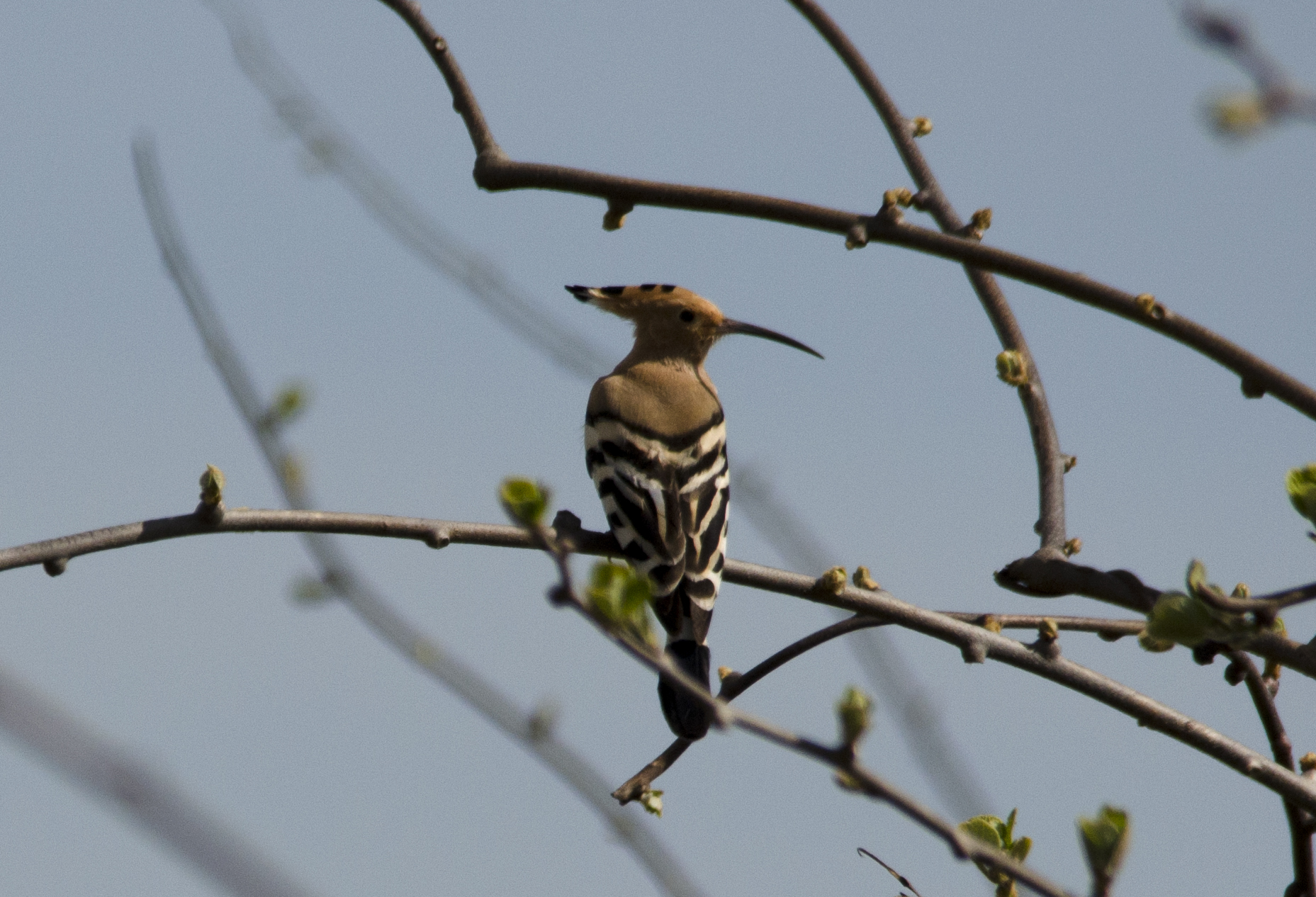 Hoopoe between Kiwi