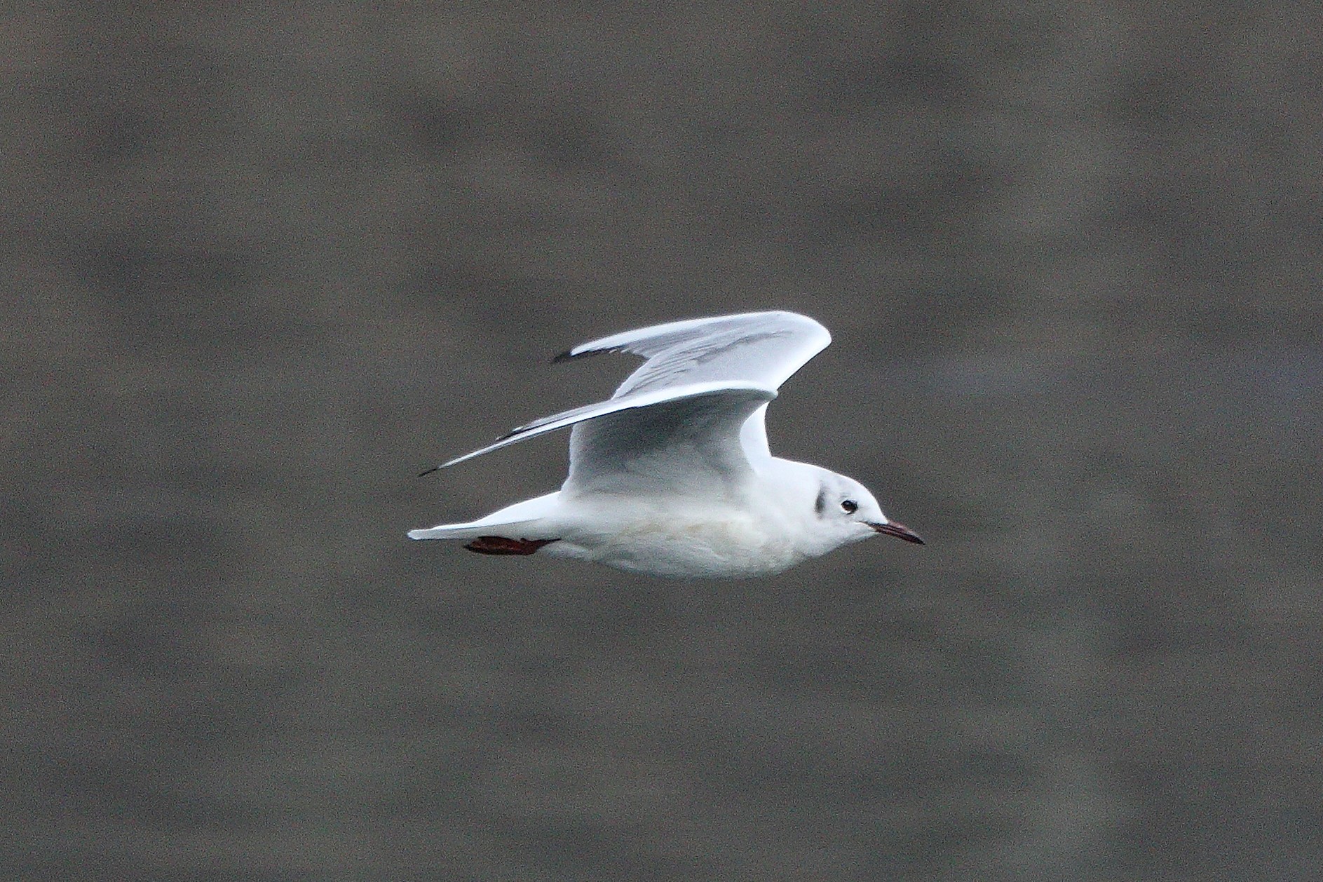 terrestrial gull 05-03-2022