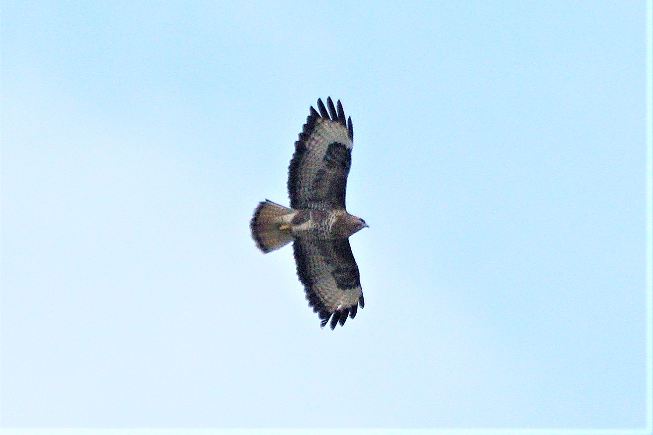 buzzard 06-03-2022