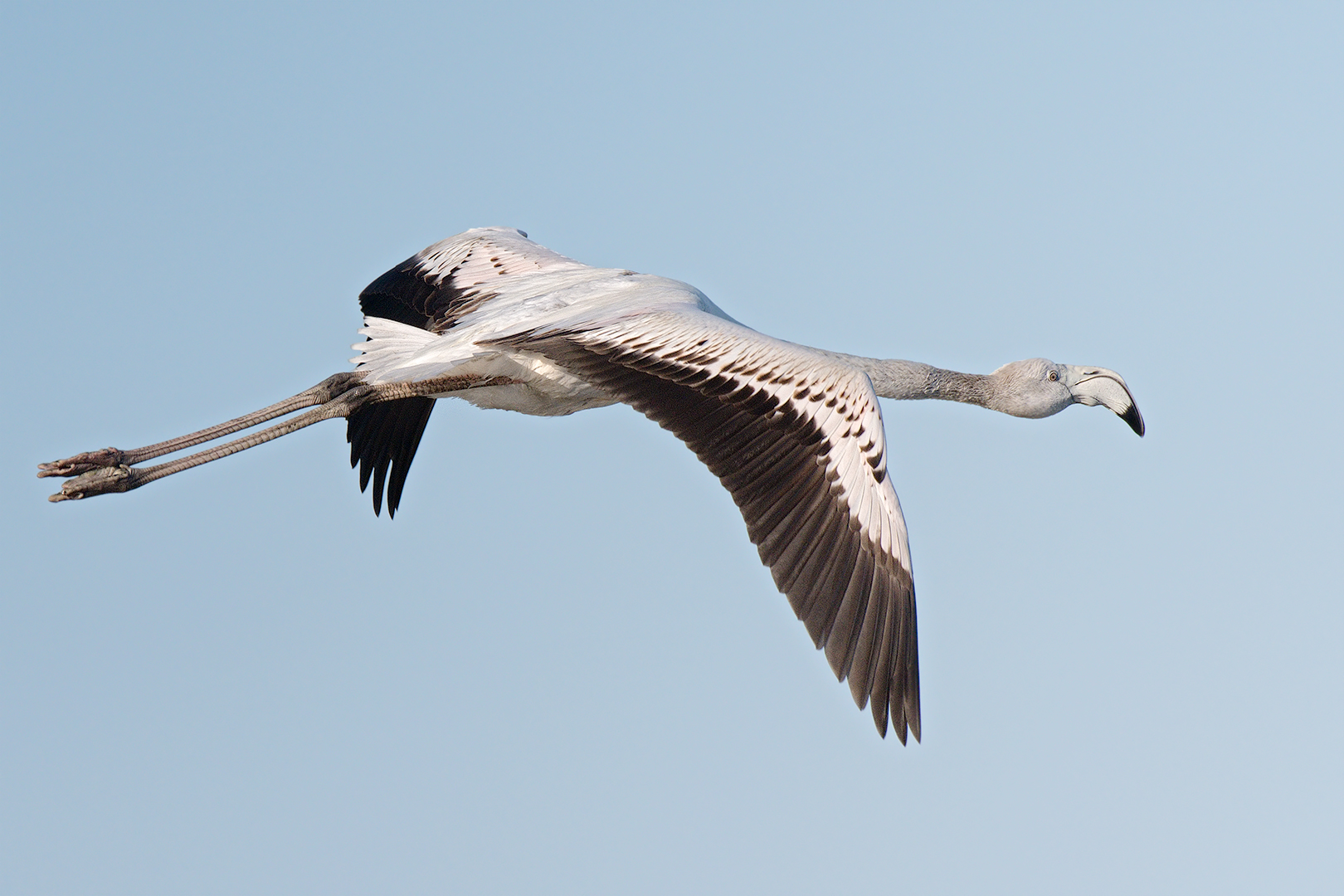Giovane Fenicottero in volo