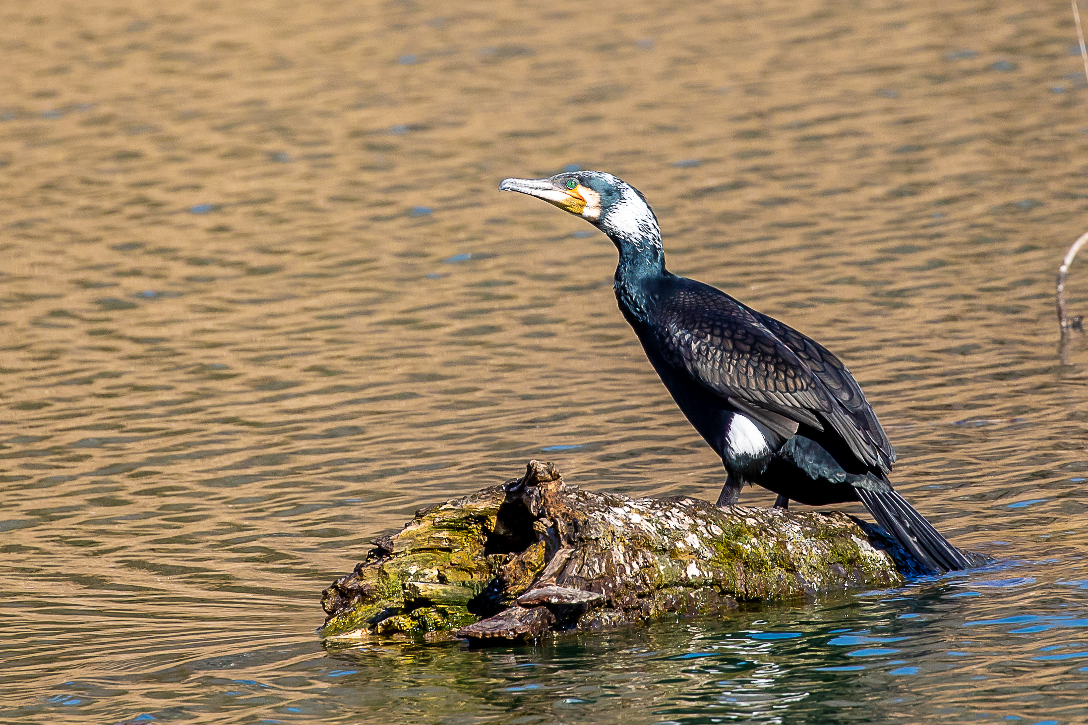 Cormorano nero