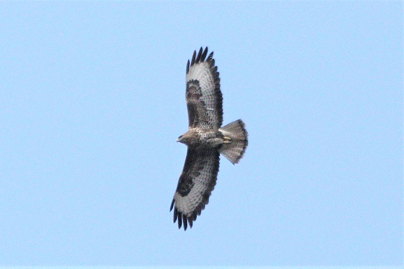 buzzard 06-03-2022