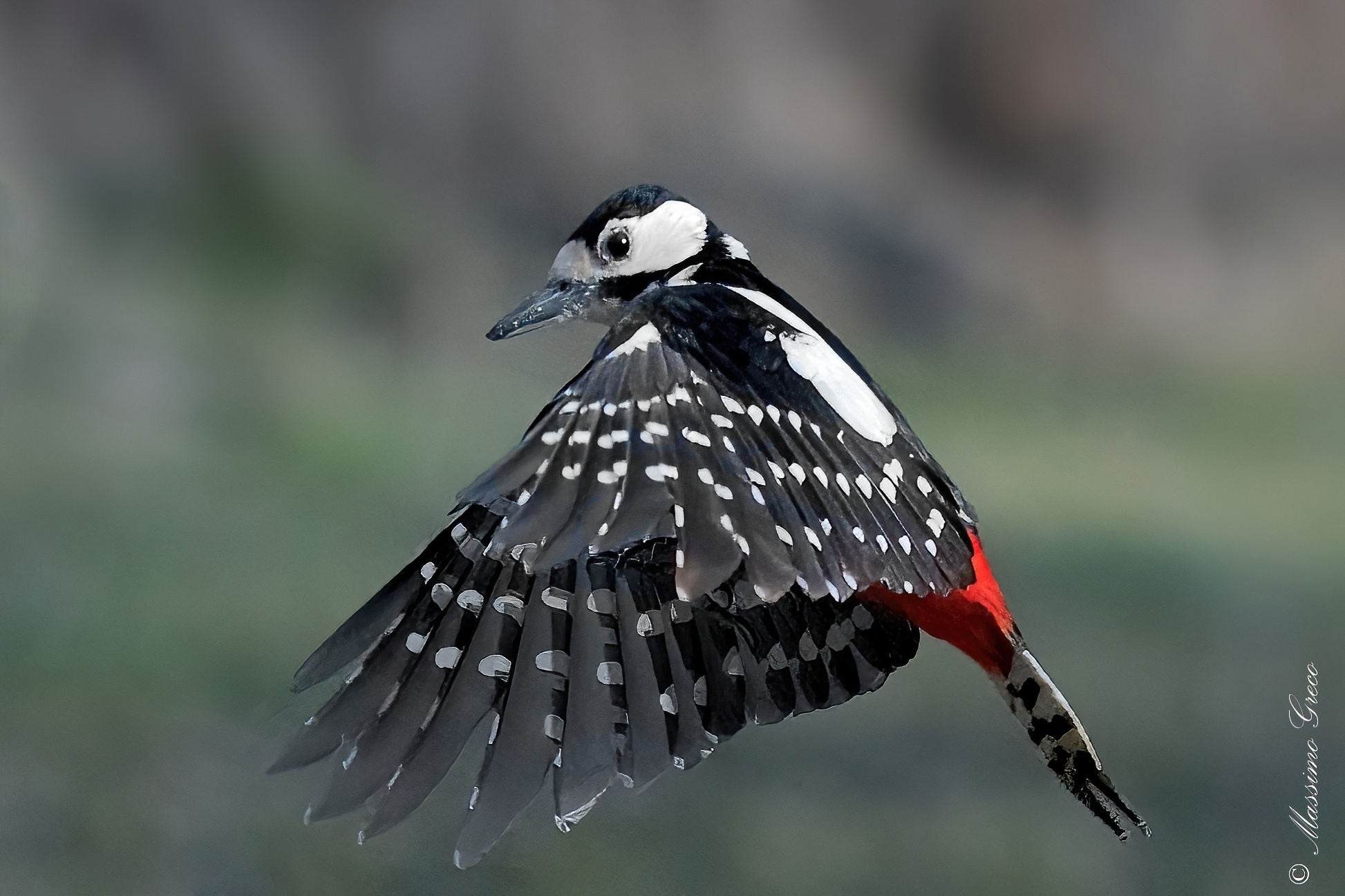 Picchio rosso maggiore (Dendrocopos major)