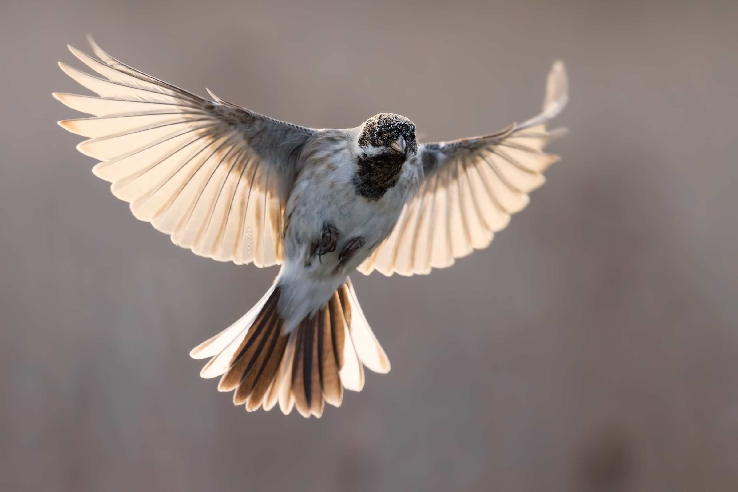 Migliarino of Palude