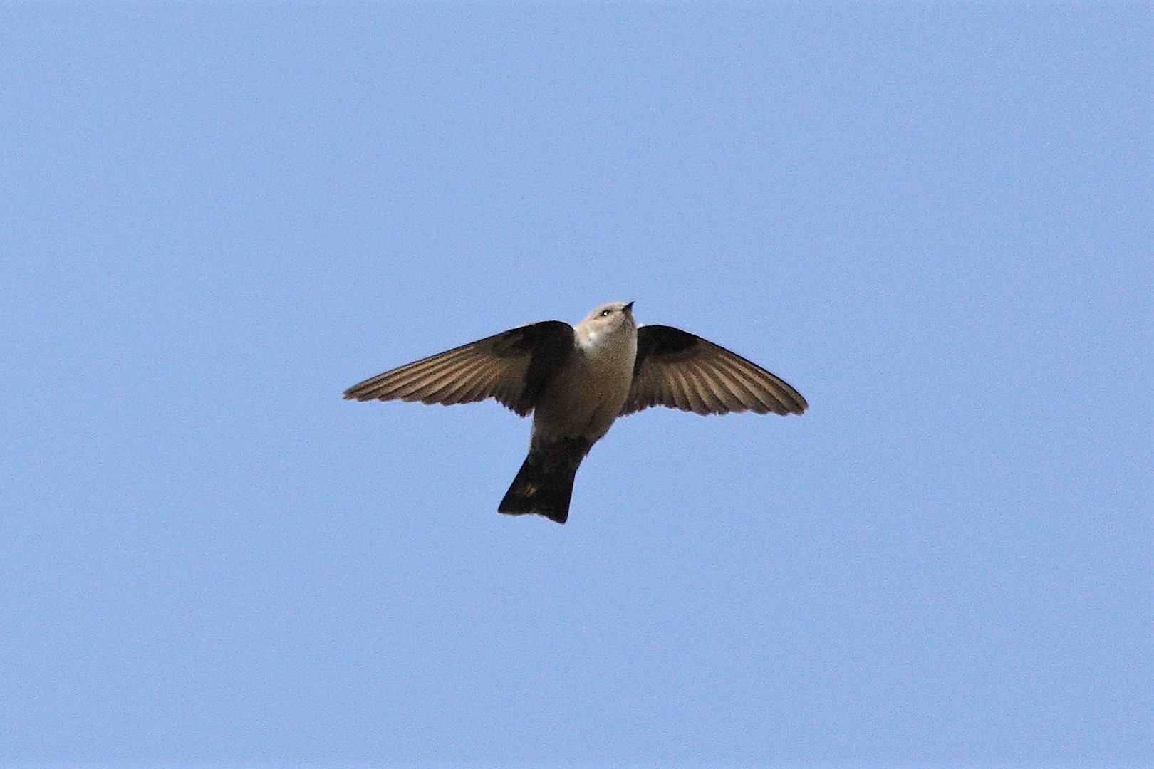 mountain swallow 07-03-2022