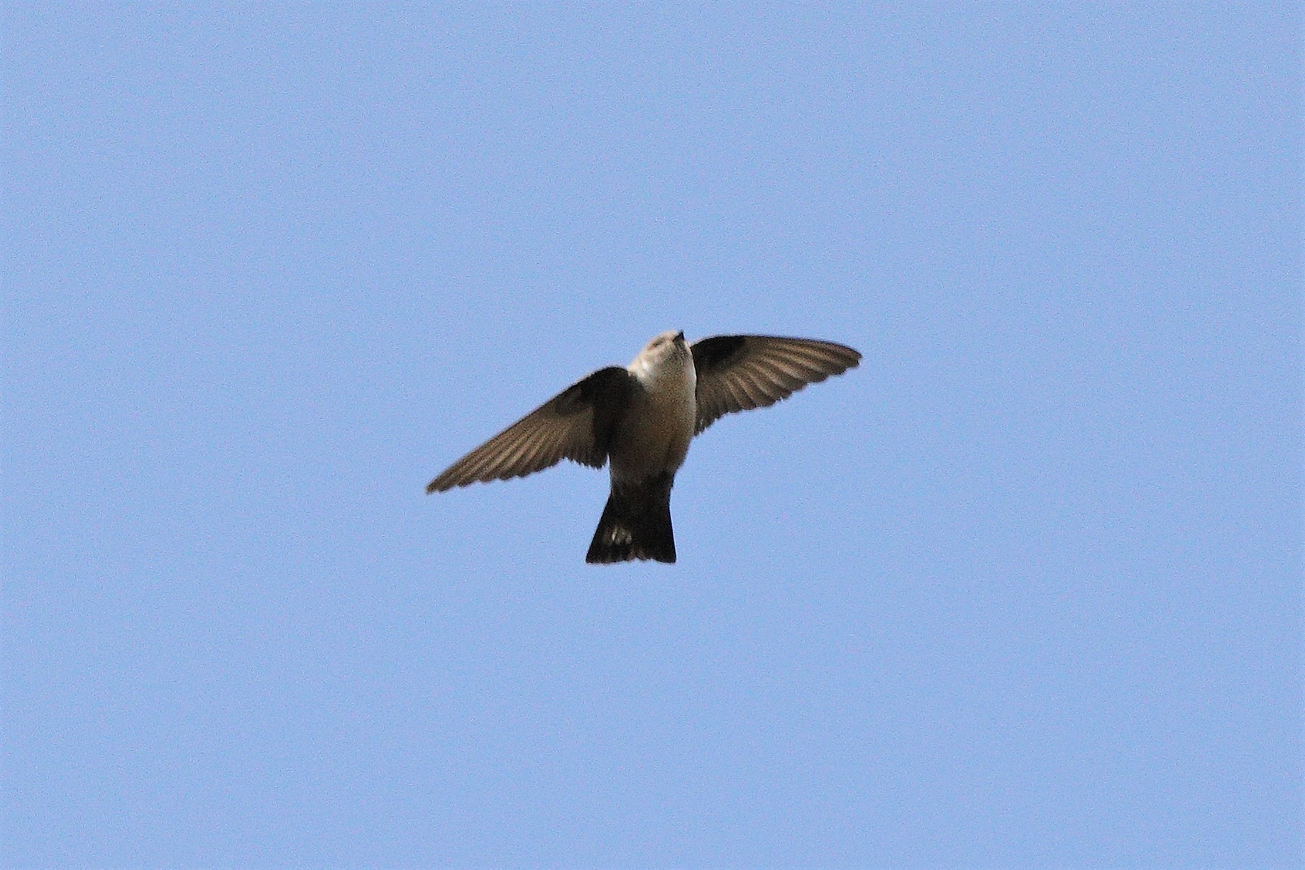 mountain swallow 07-03-2022