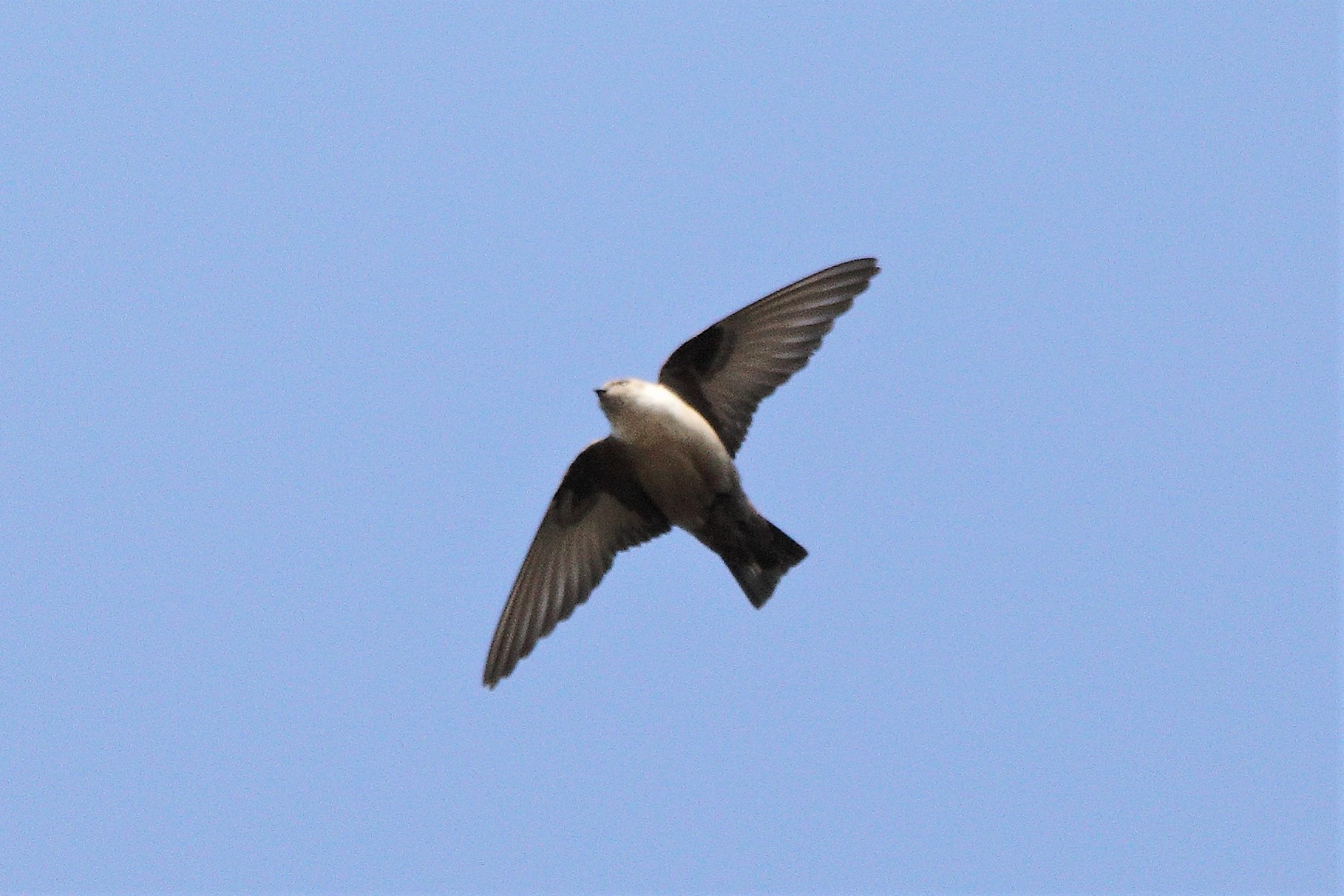 mountain swallow 07-03-2022