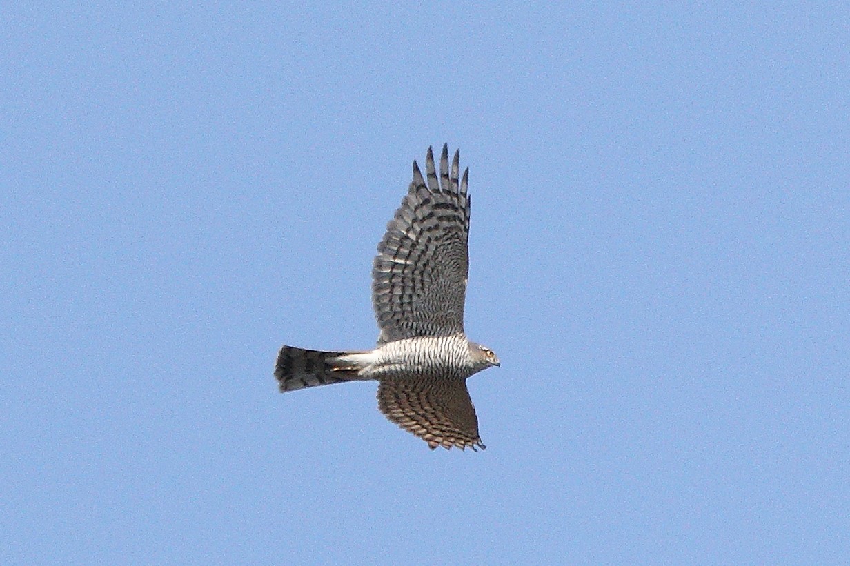 sparrowhawk 07-03-2022