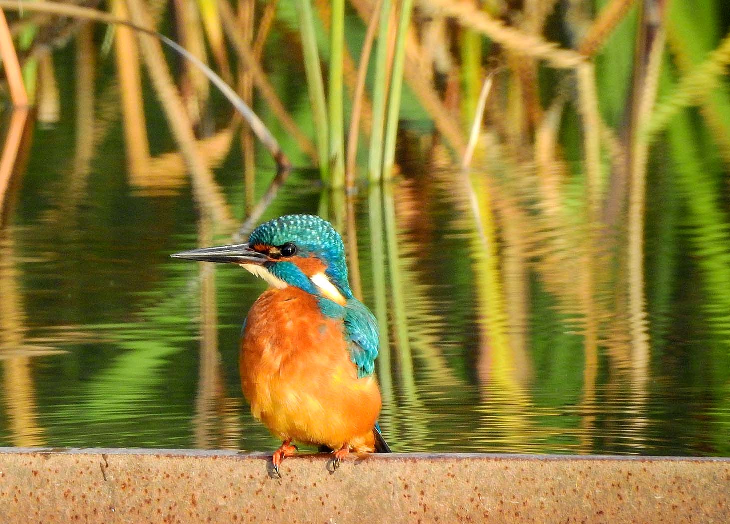Kingfisher