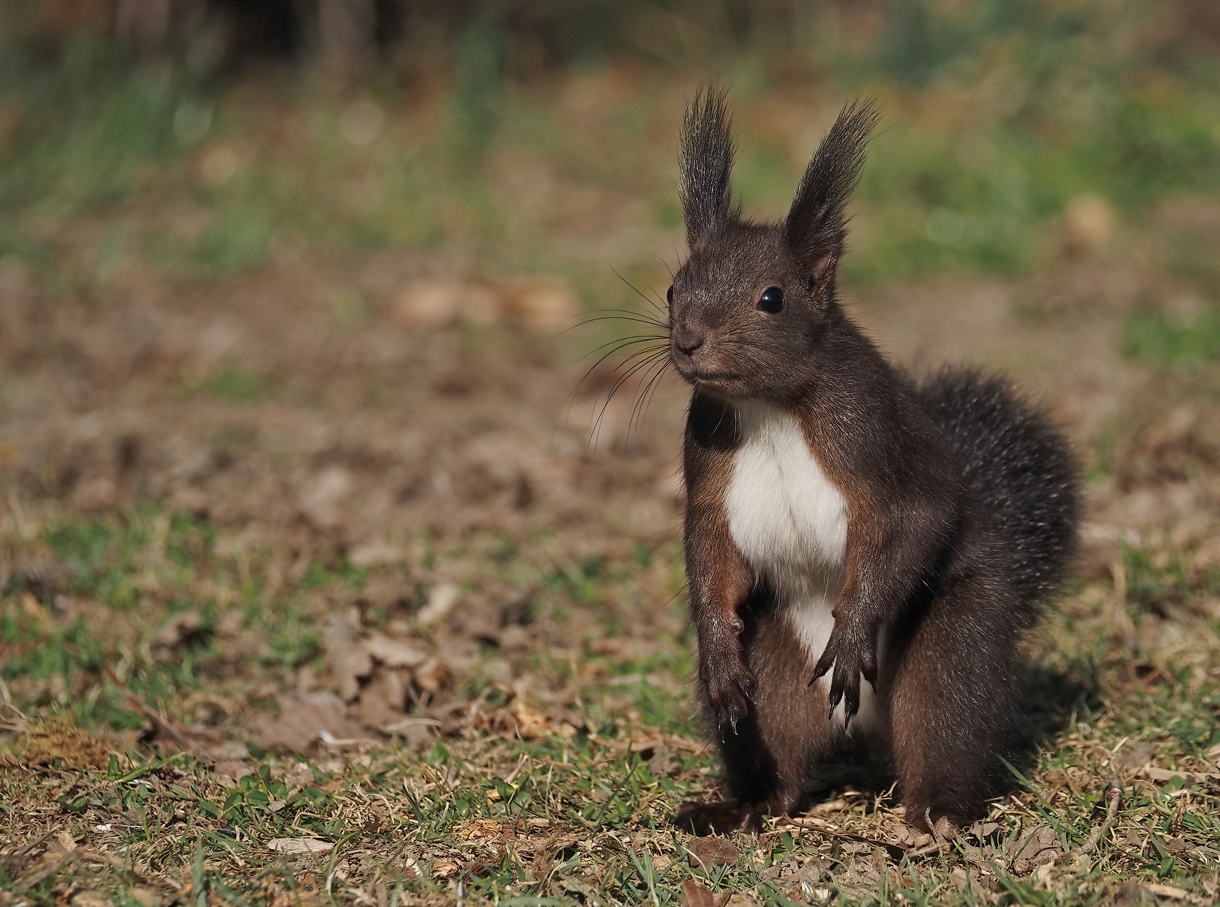 Mi cadono le braccia...