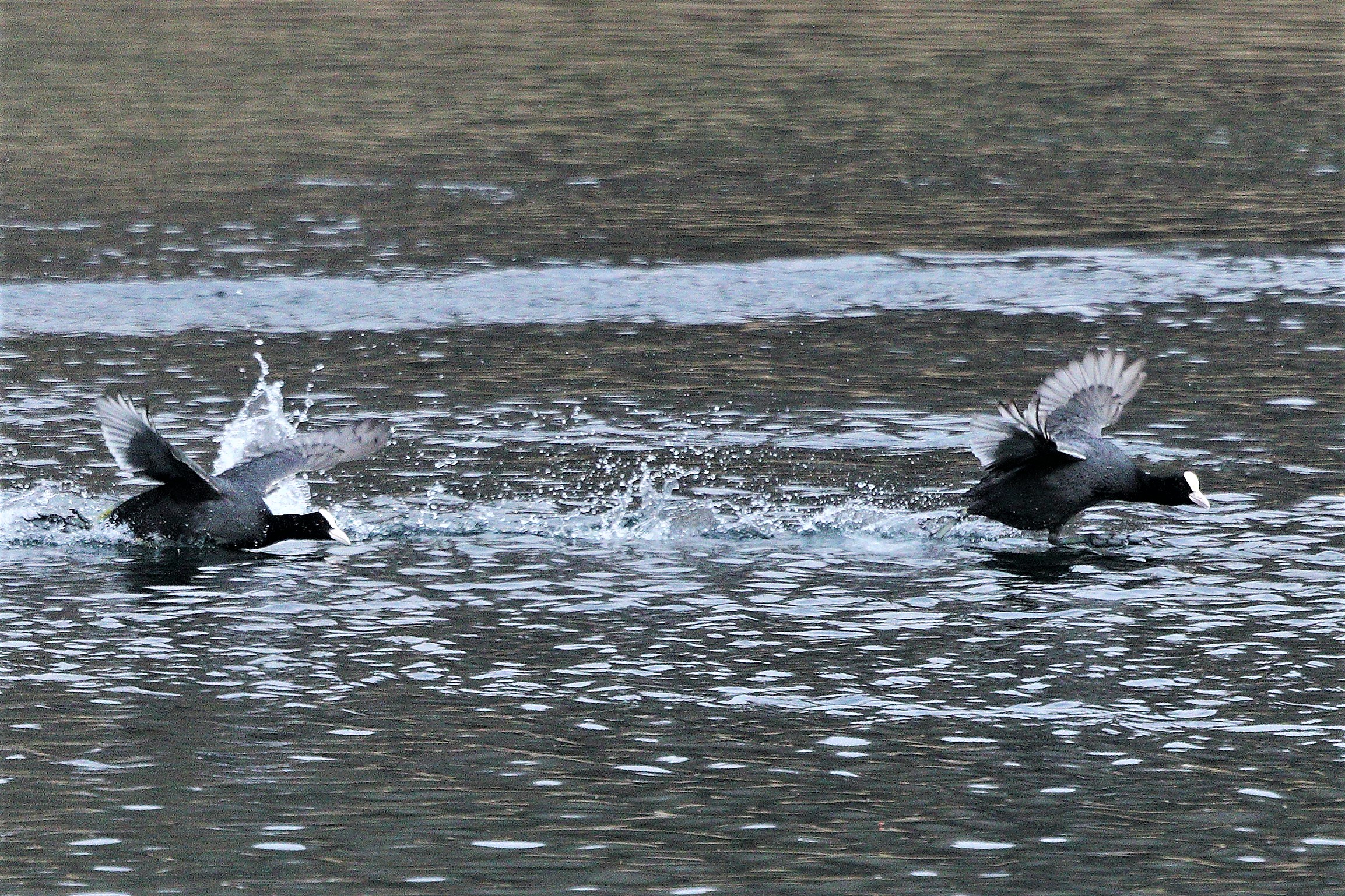 coots 05-03-2022