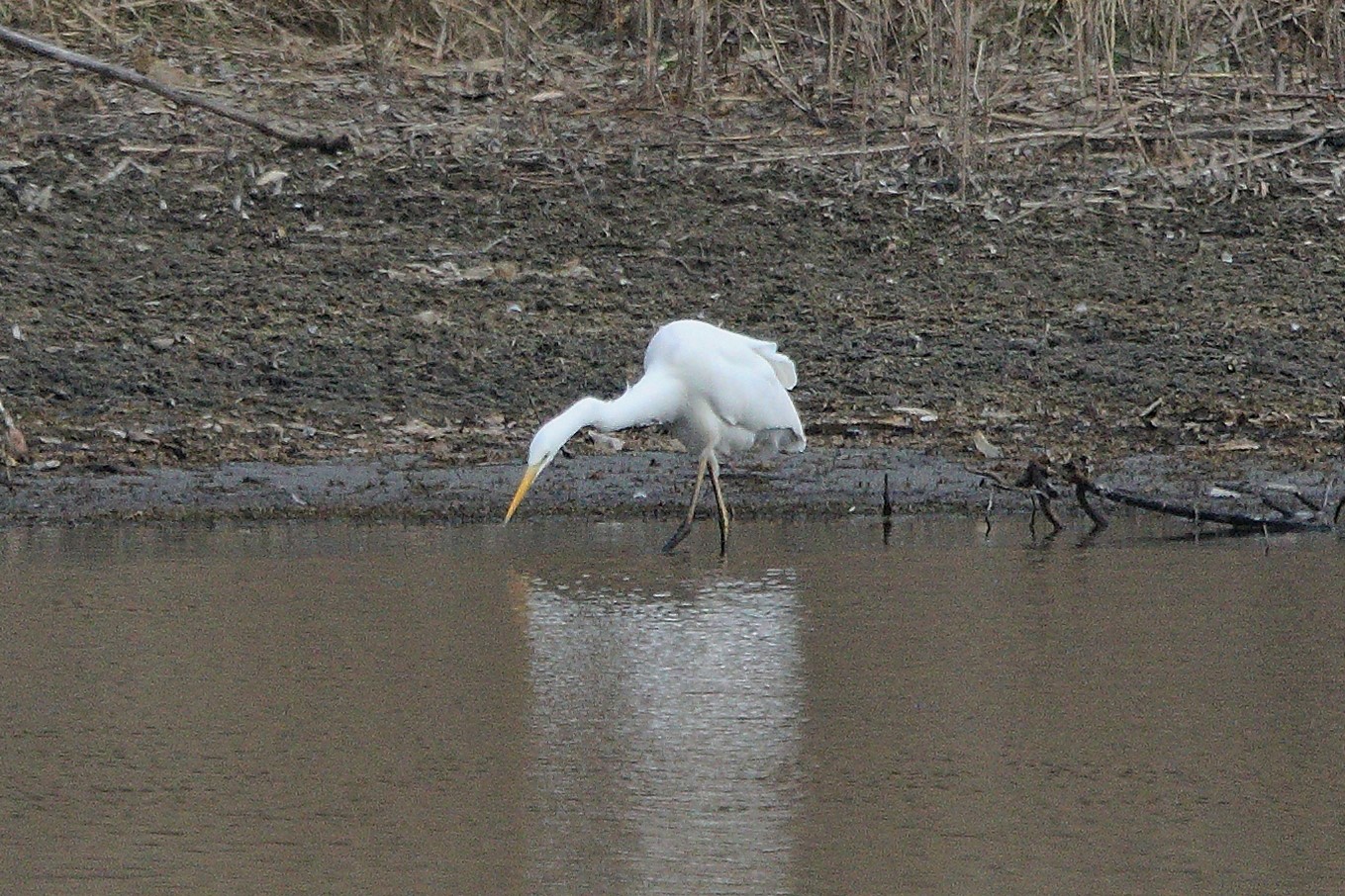 white major 05-03-2022