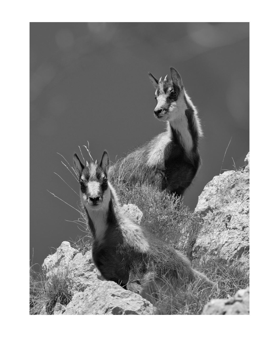 Small chamois grow