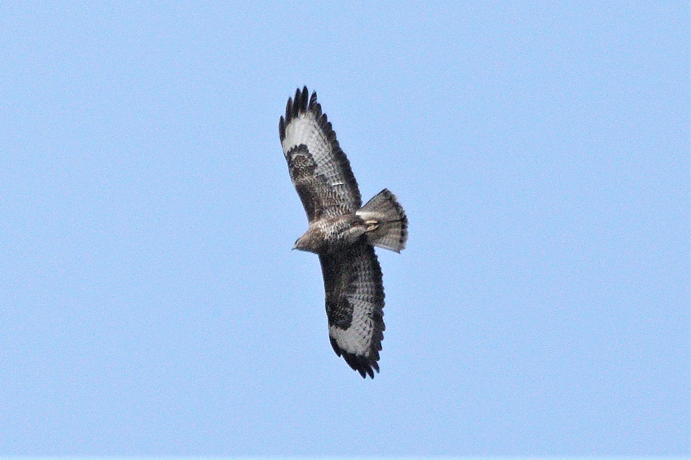 buzzard 06-03-2022