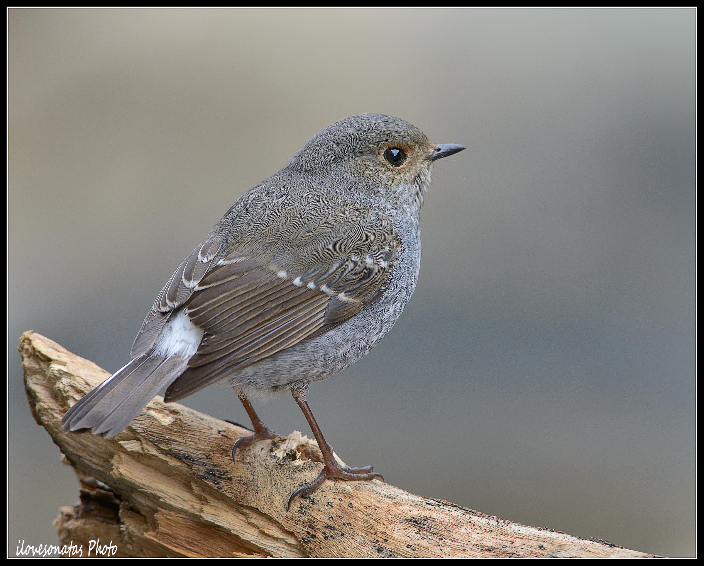 Plumbeo Redstar (femmina)