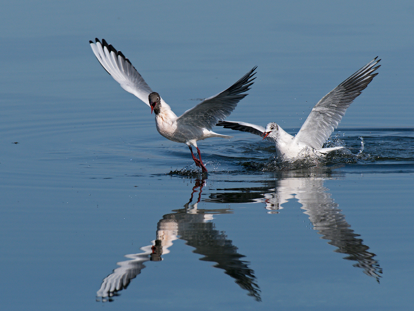 Fight between Seagulls