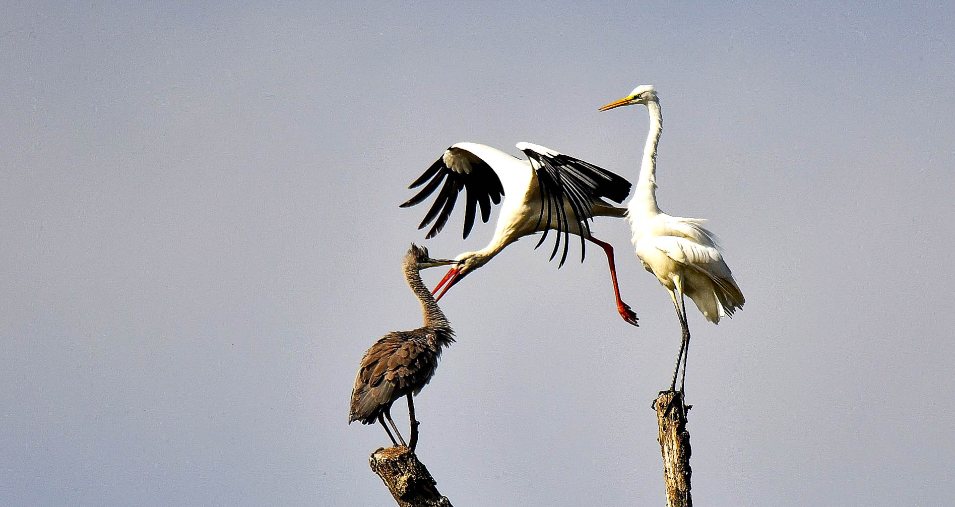 Three species in one shot