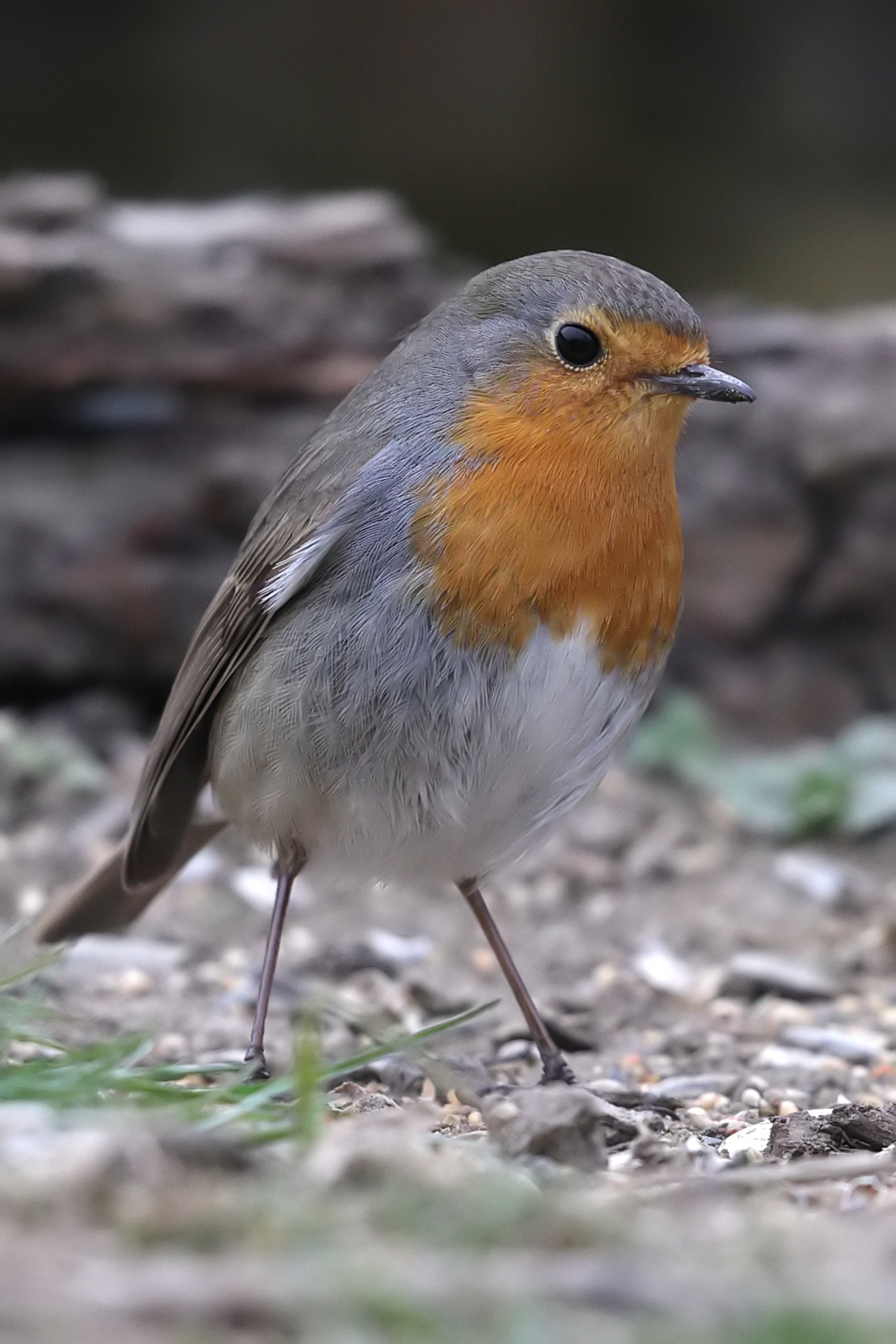 Robin