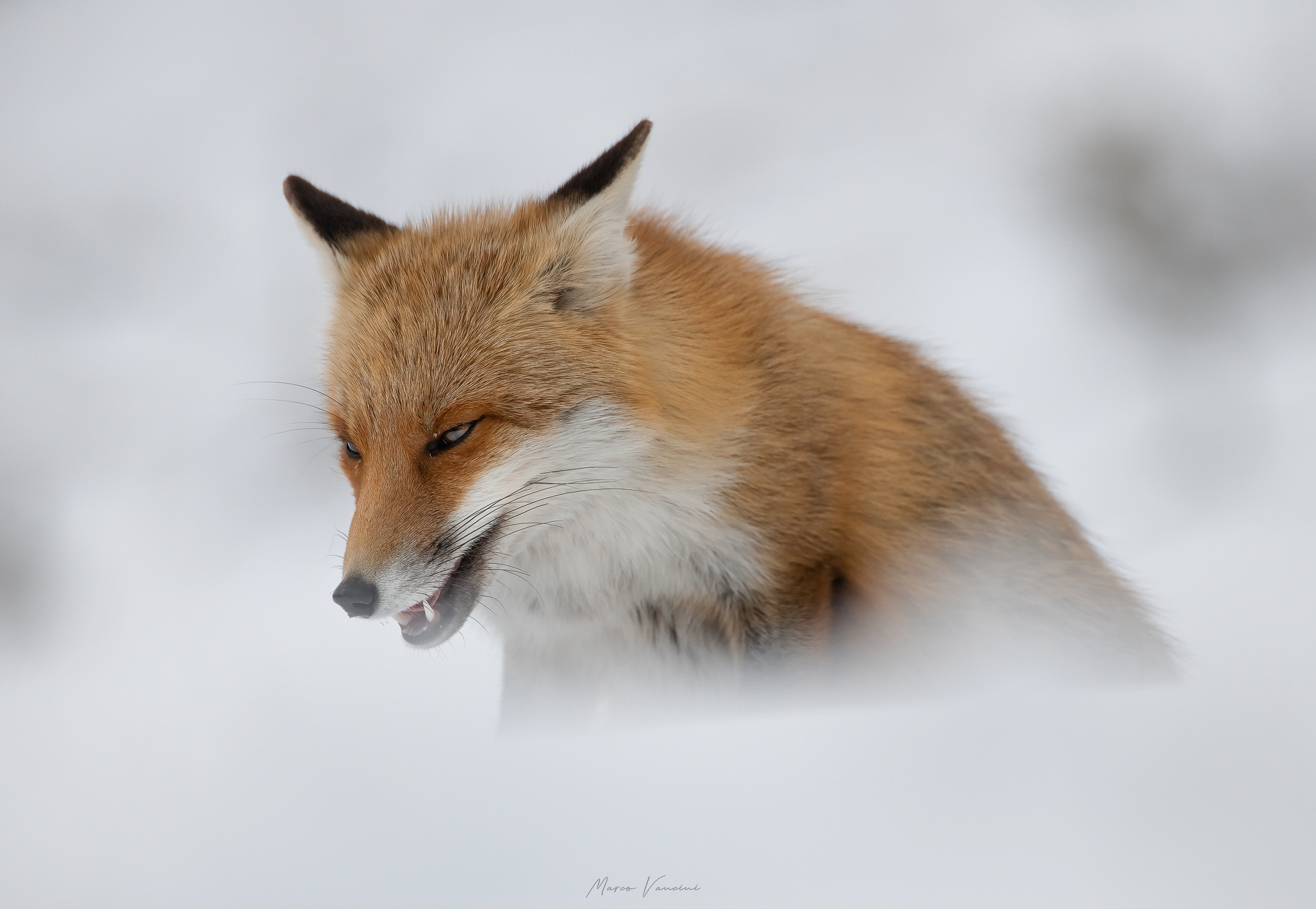 winter fox
