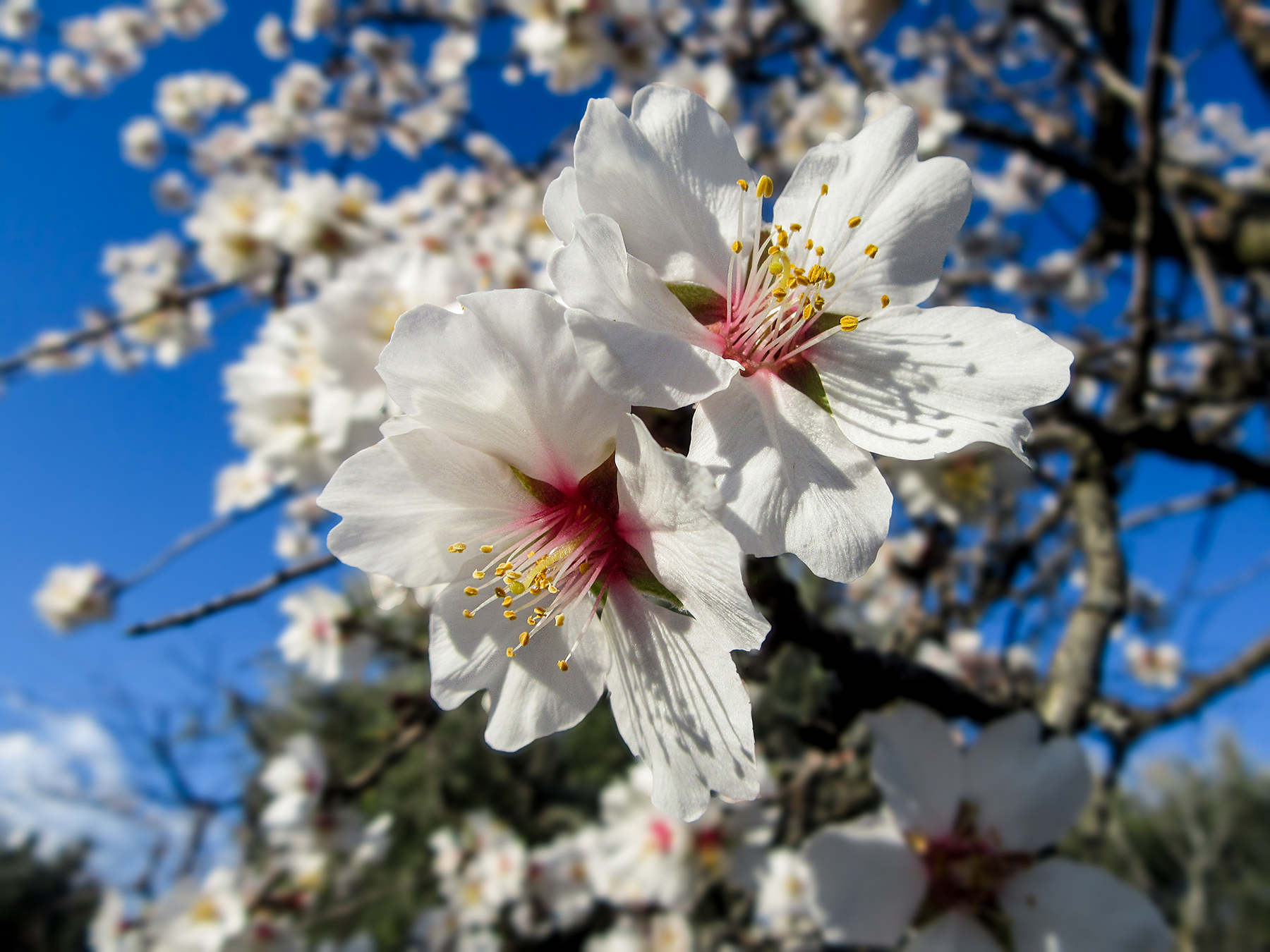 Il mandorlo s'infiora...