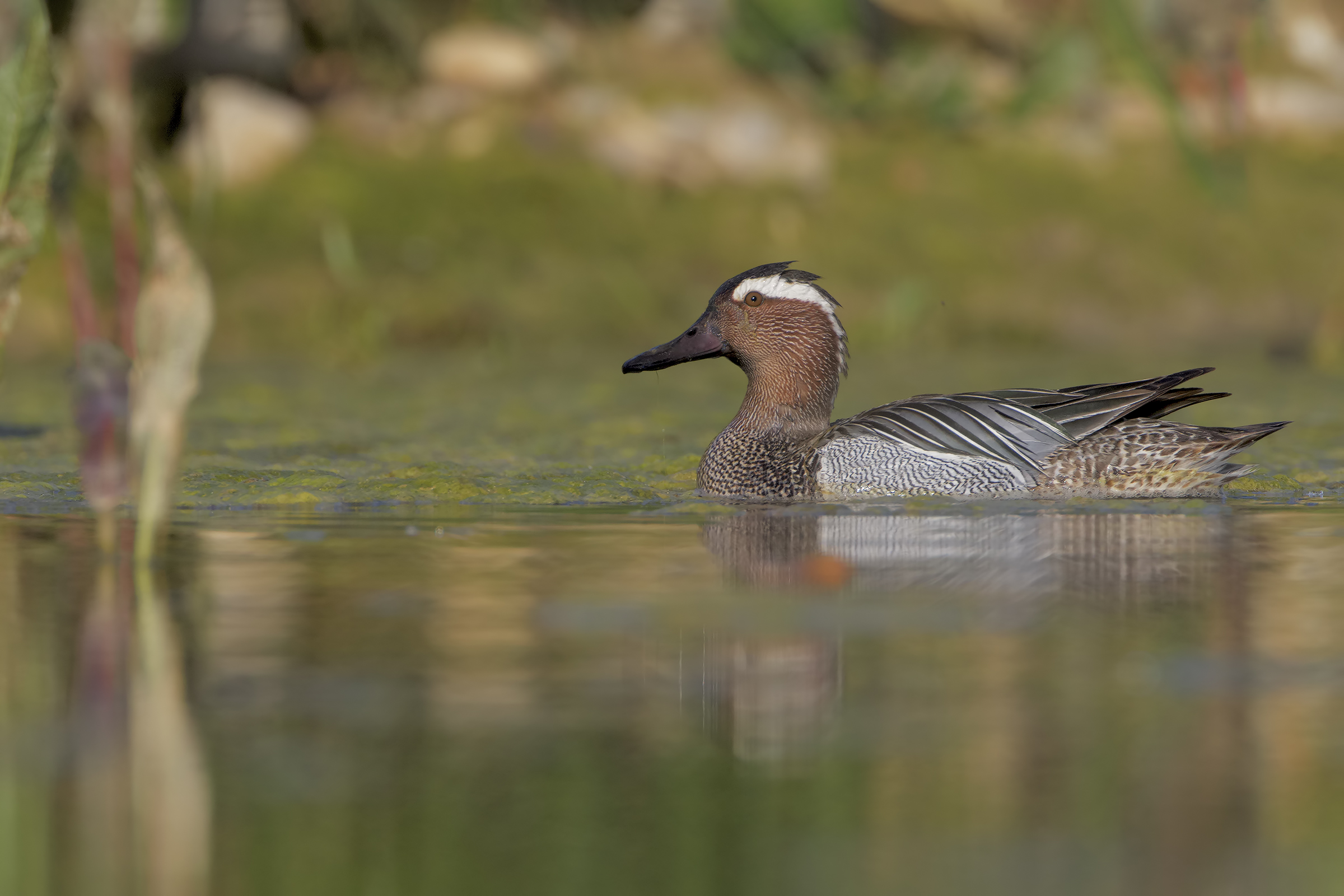 Garganey