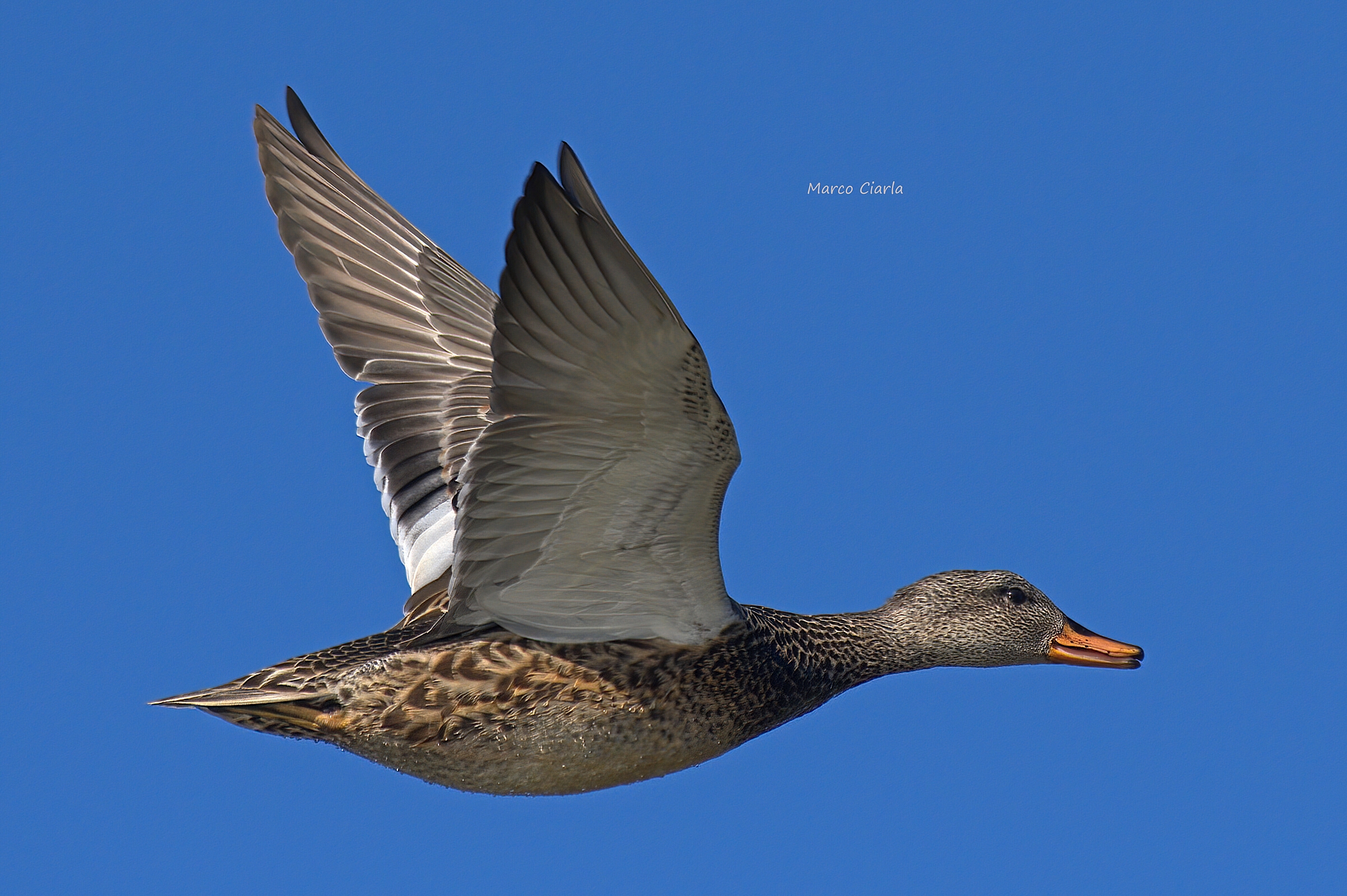 Canapiglia (Mareca strepera)