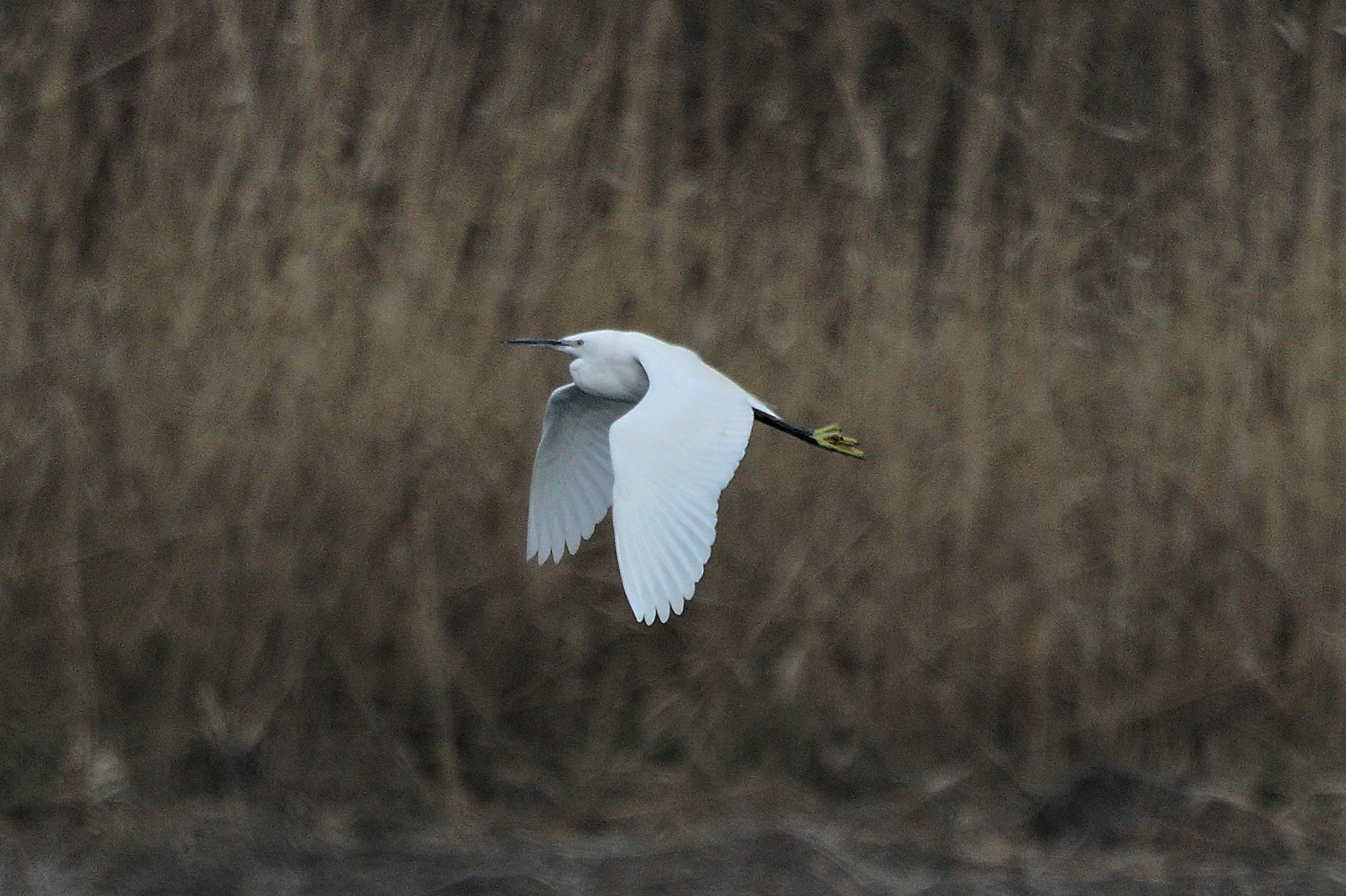 egret 05-03-2022