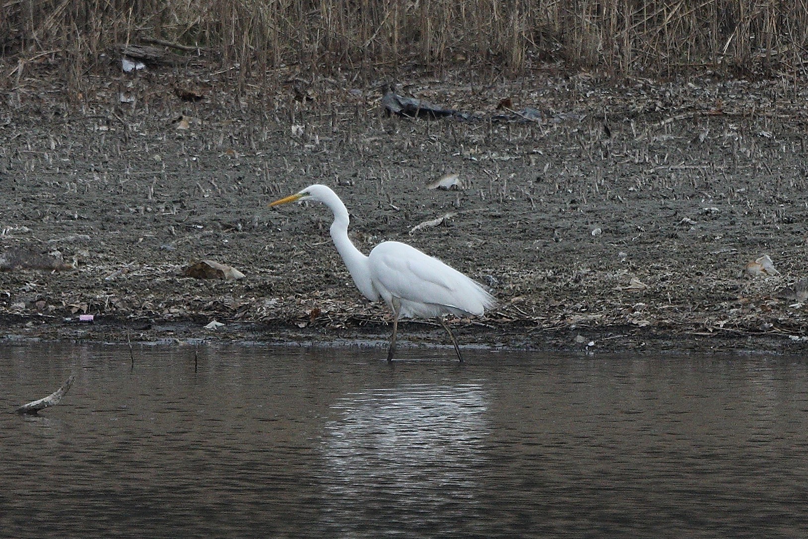 white major 05-03-2022