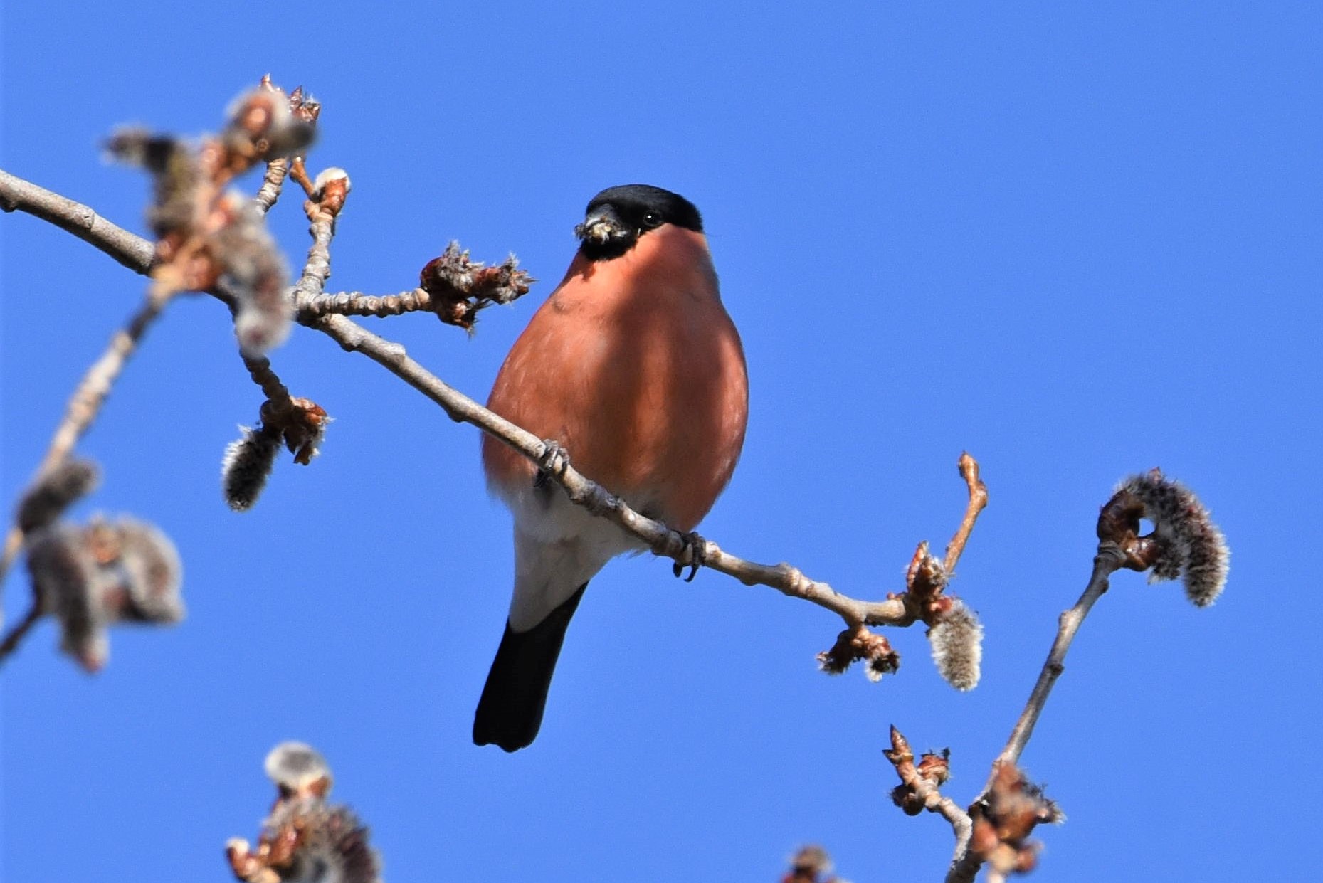 colazione del ciuffolotto
