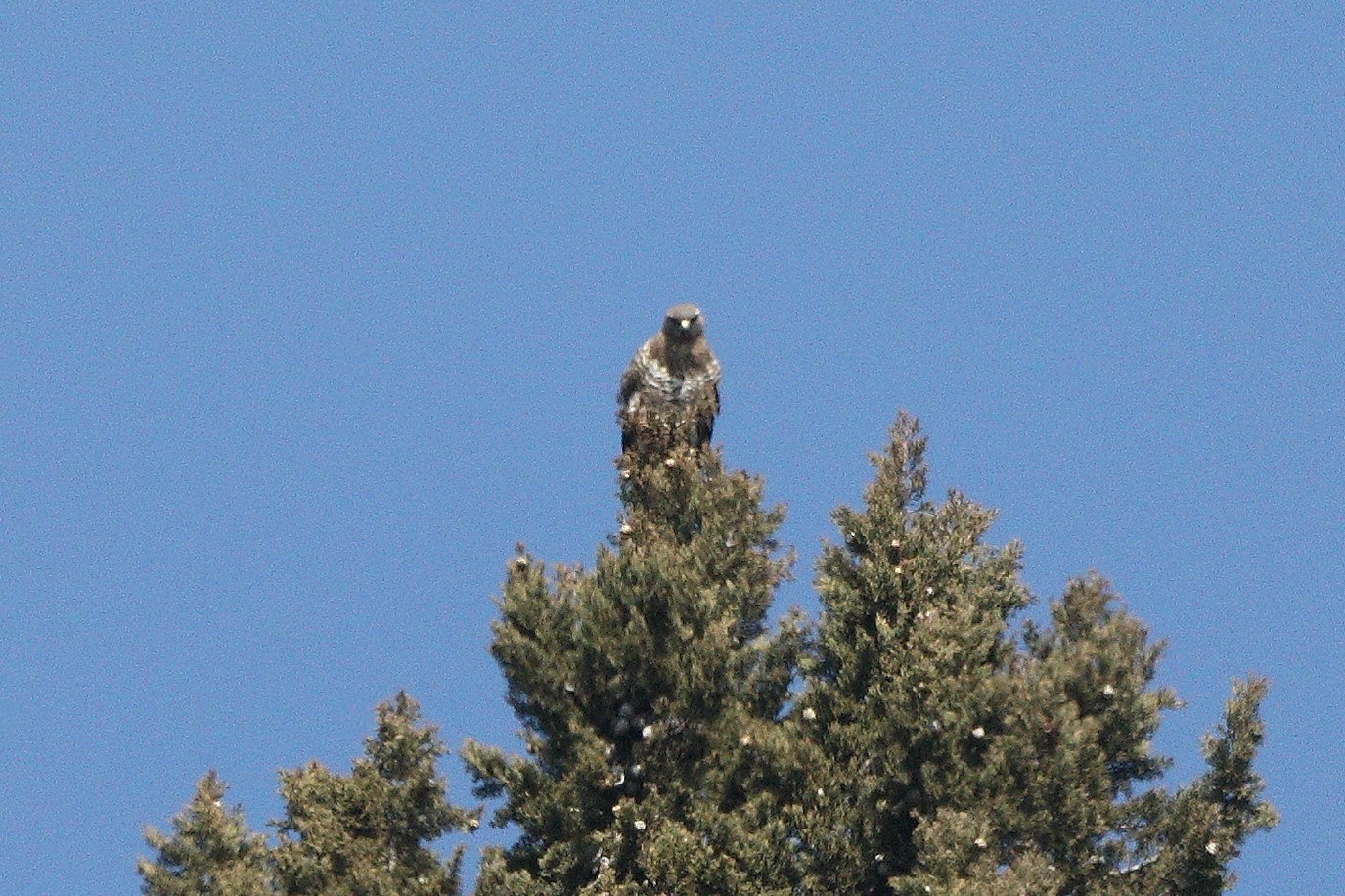 buzzard 09-03-2022