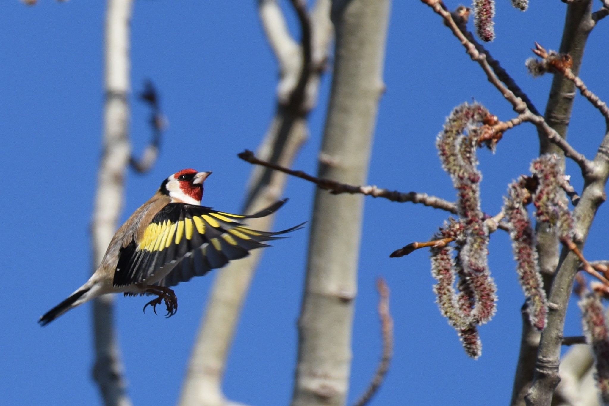 all the colors of the goldfinch