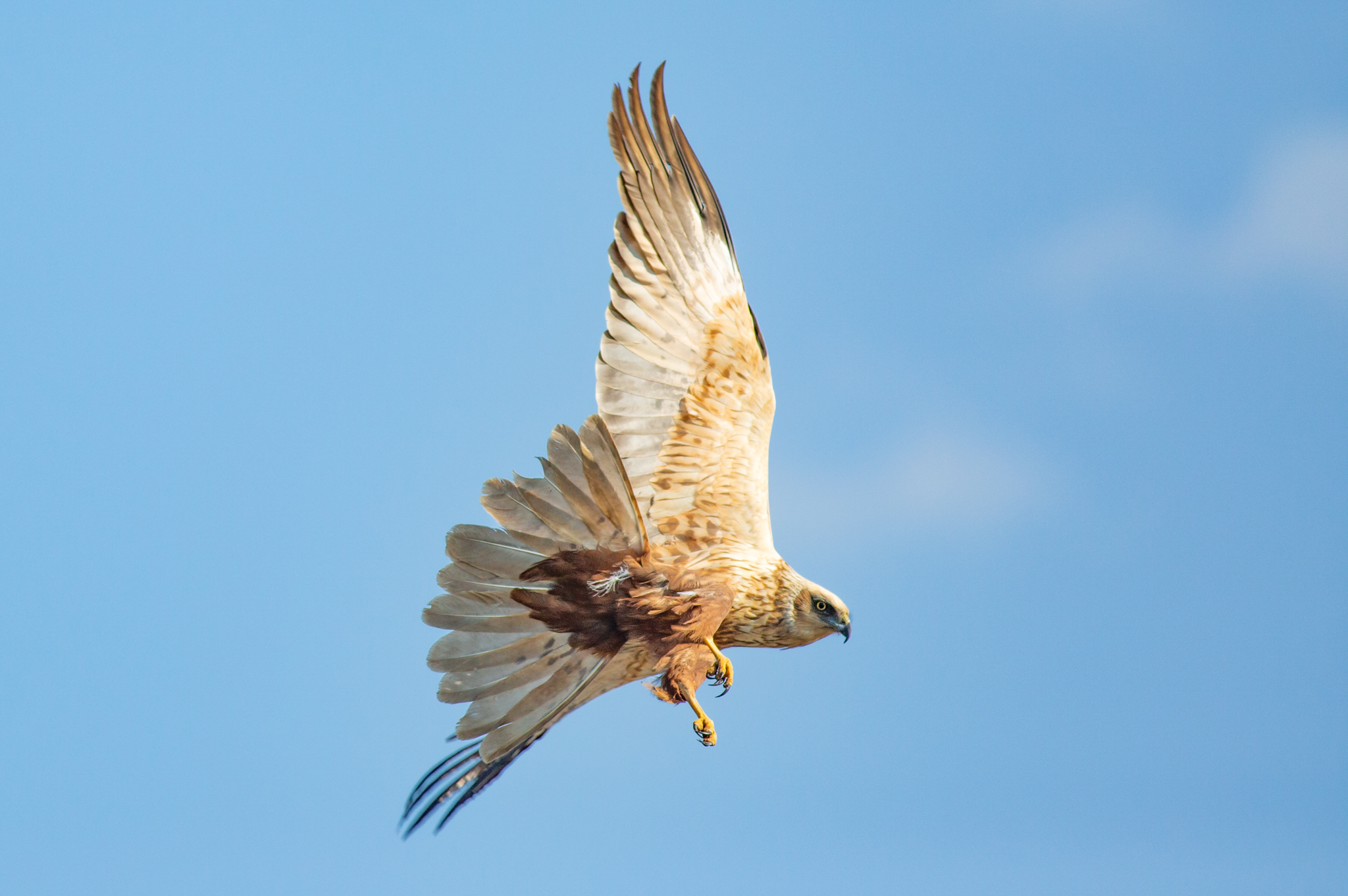 Falco di Palude