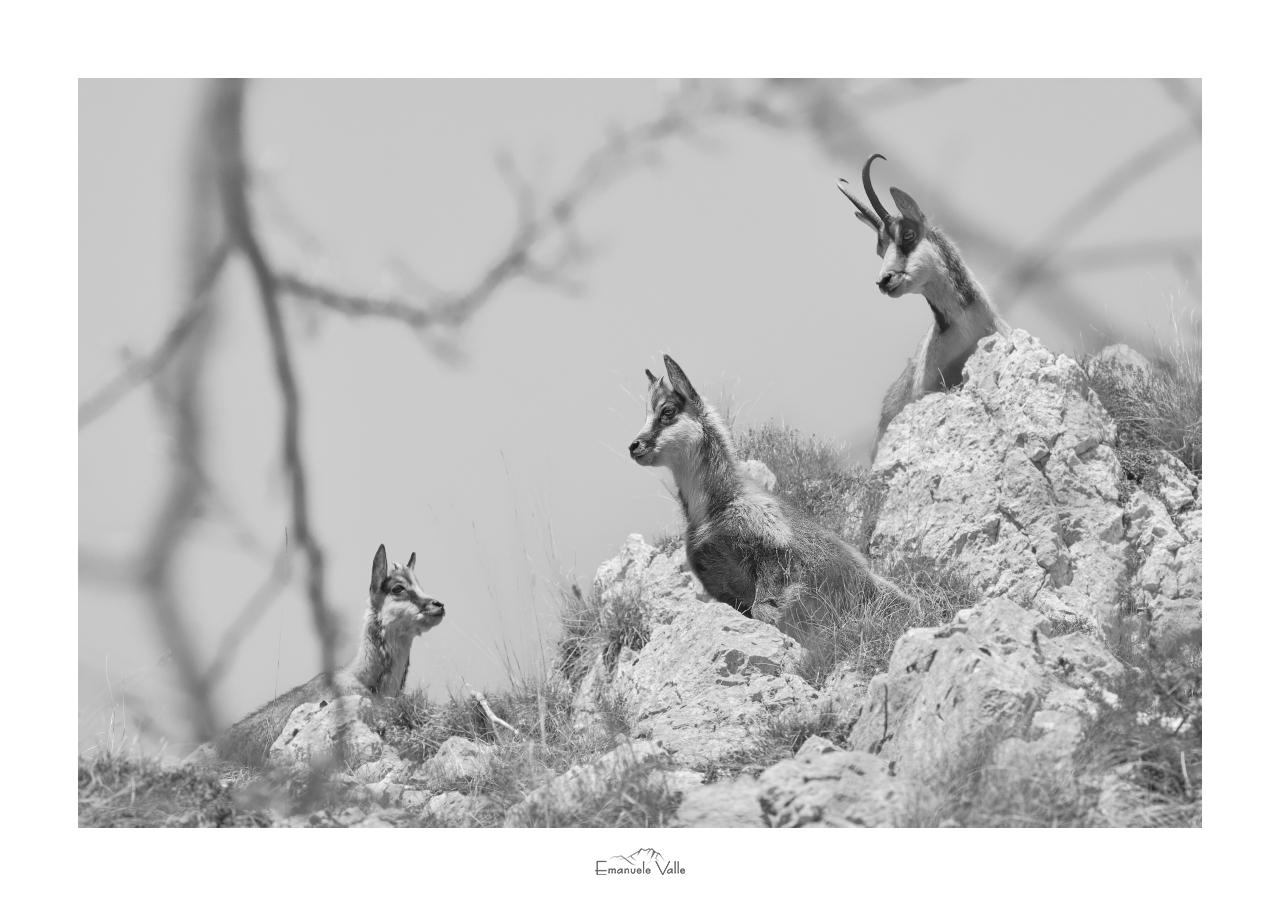 Mother and puppies of Apennine chamois