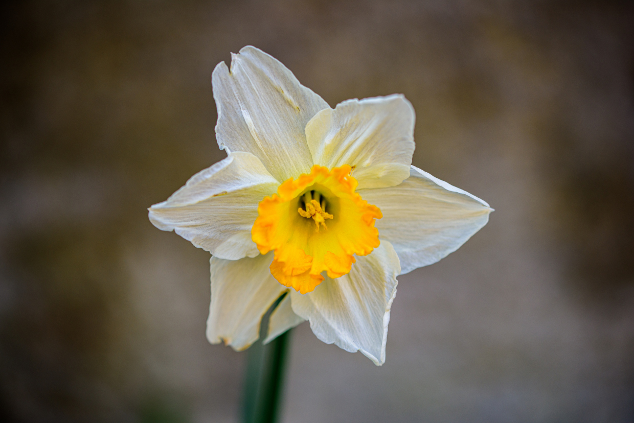 narciso