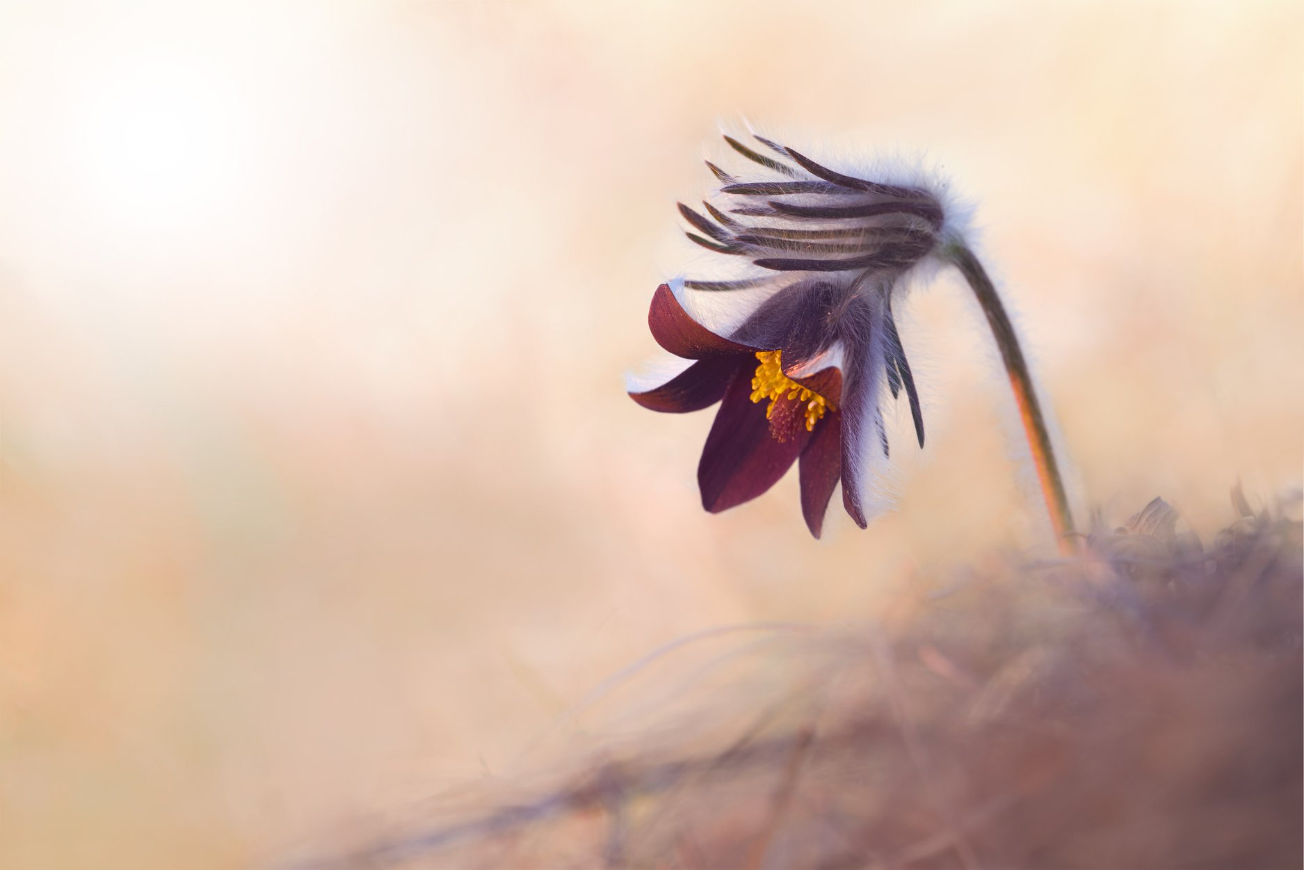 Pulsatilla