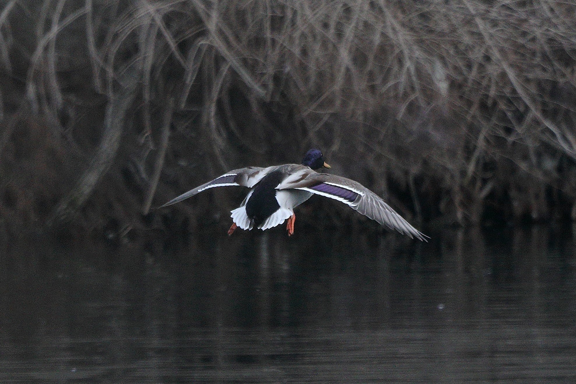mallard landing