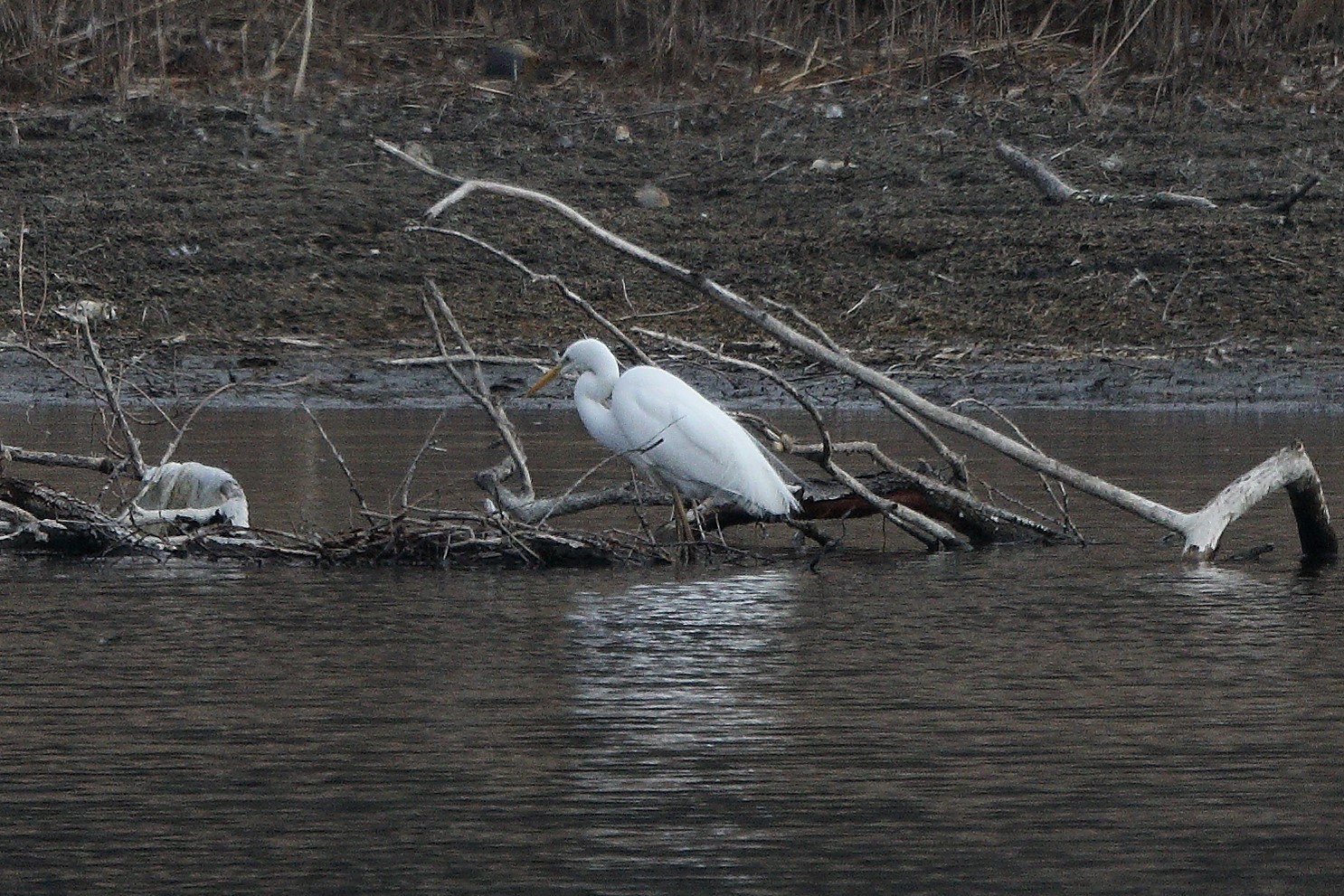 white major 05-03-2022