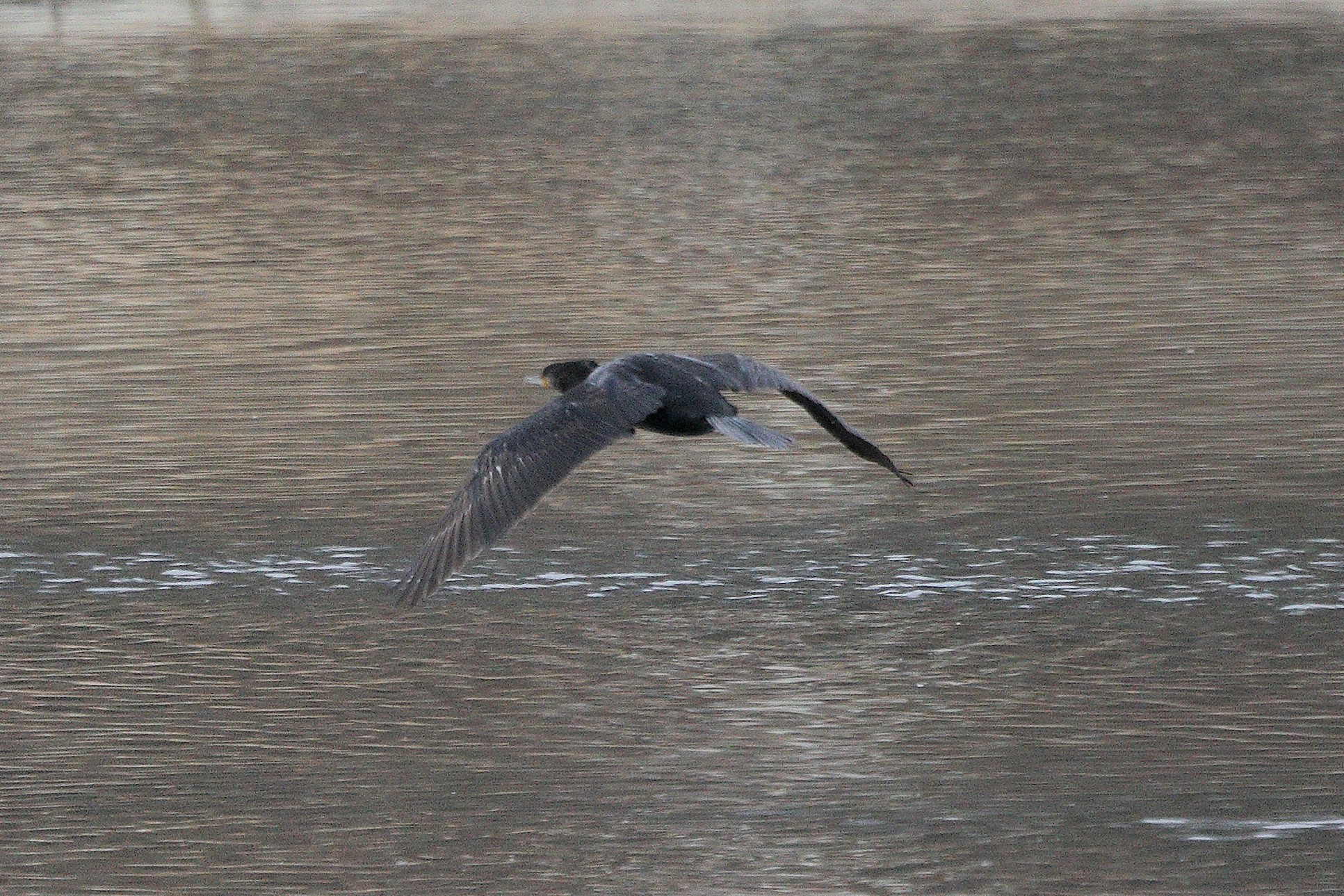 cormorant 05-03-2022