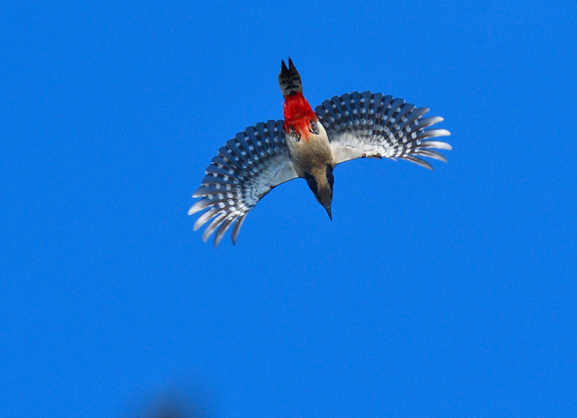 picchio rosso maggiore